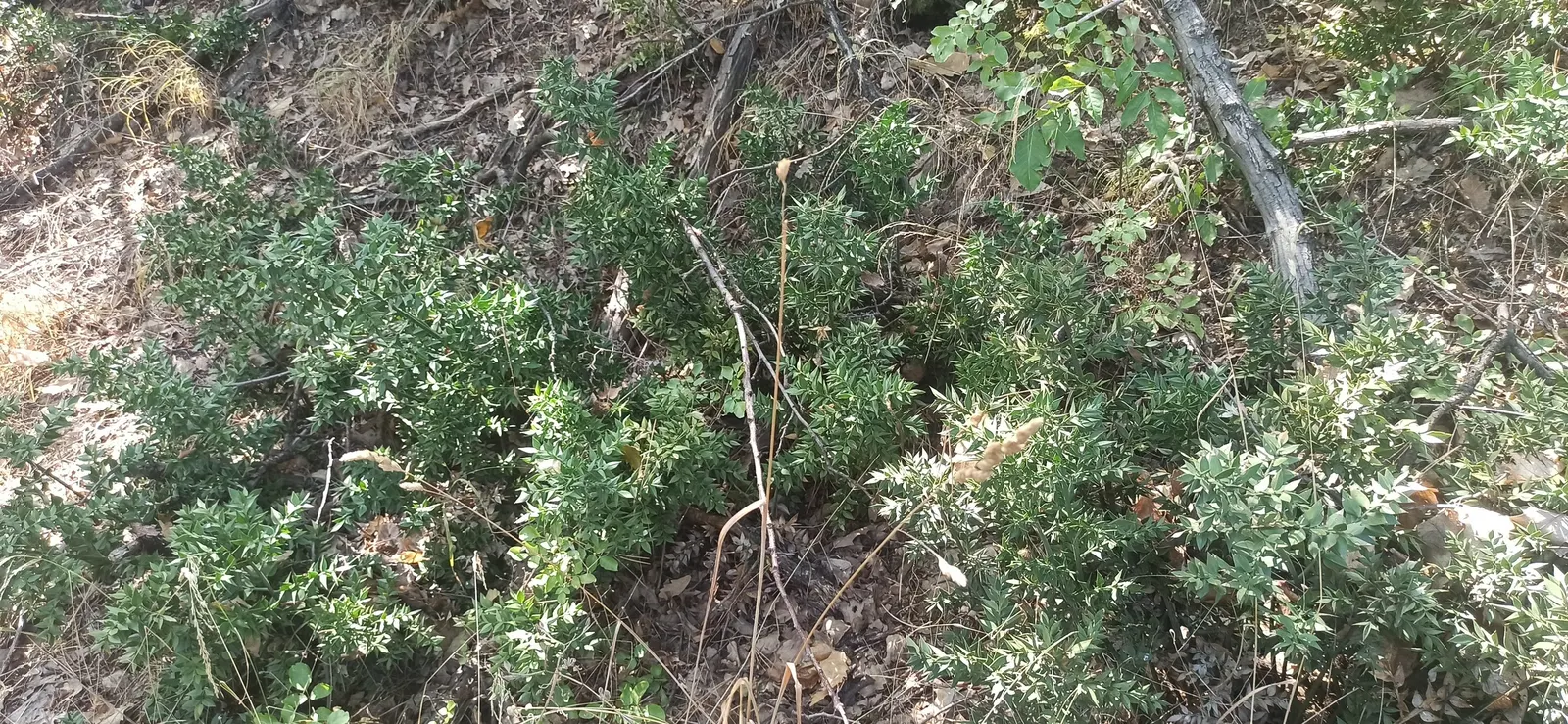 Butcher's Broom (Ruscus Aculeatus) — These berries are a considerable attraction; the leaves are not true leaves but are modified, image 60