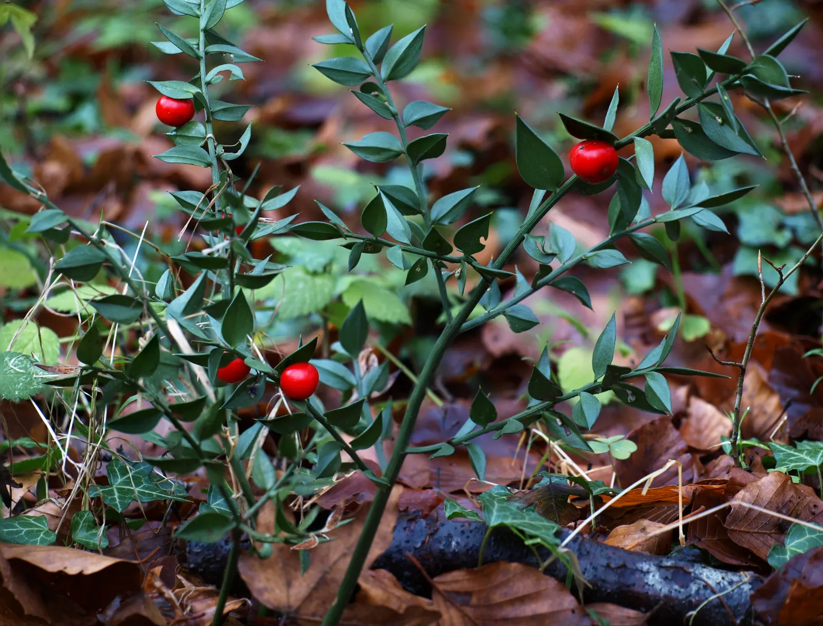 Butcher's Broom (Ruscus Aculeatus) — characterized by its dark green; white flowers in the garden