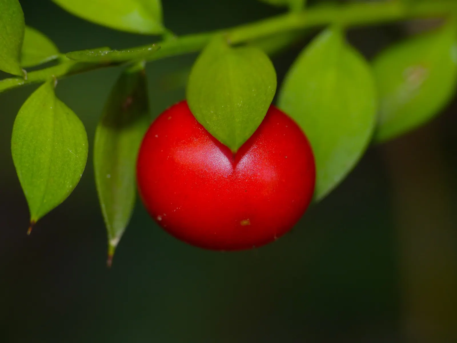 Butcher's Broom (Ruscus Aculeatus) — The leaves are not true leaves but are modified; these berries are a considerable attraction, image 57