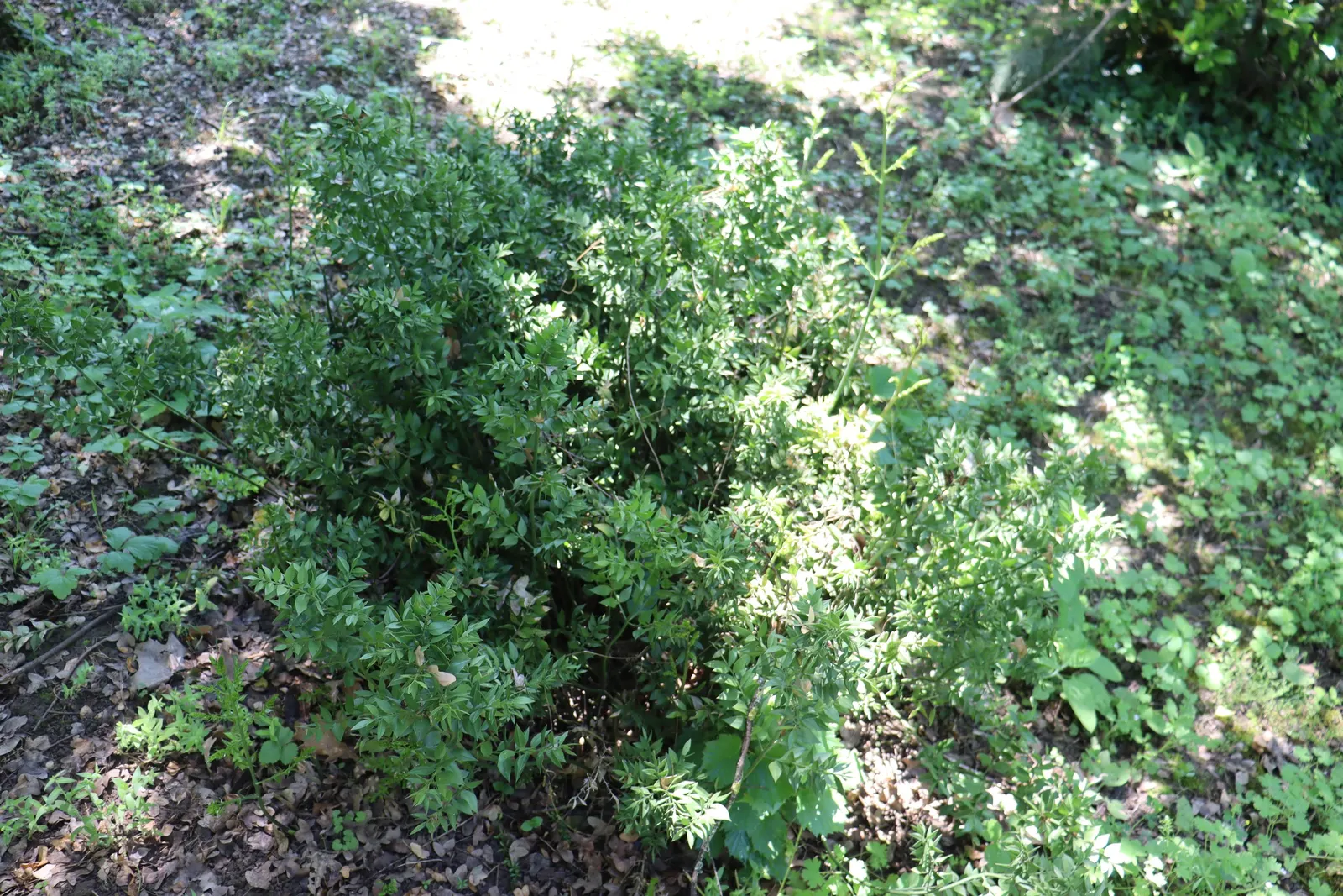 Butcher's Broom (Ruscus Aculeatus) — ground cover for deep shade or shade; ensure to plant both male and female specimens if berry production is desired