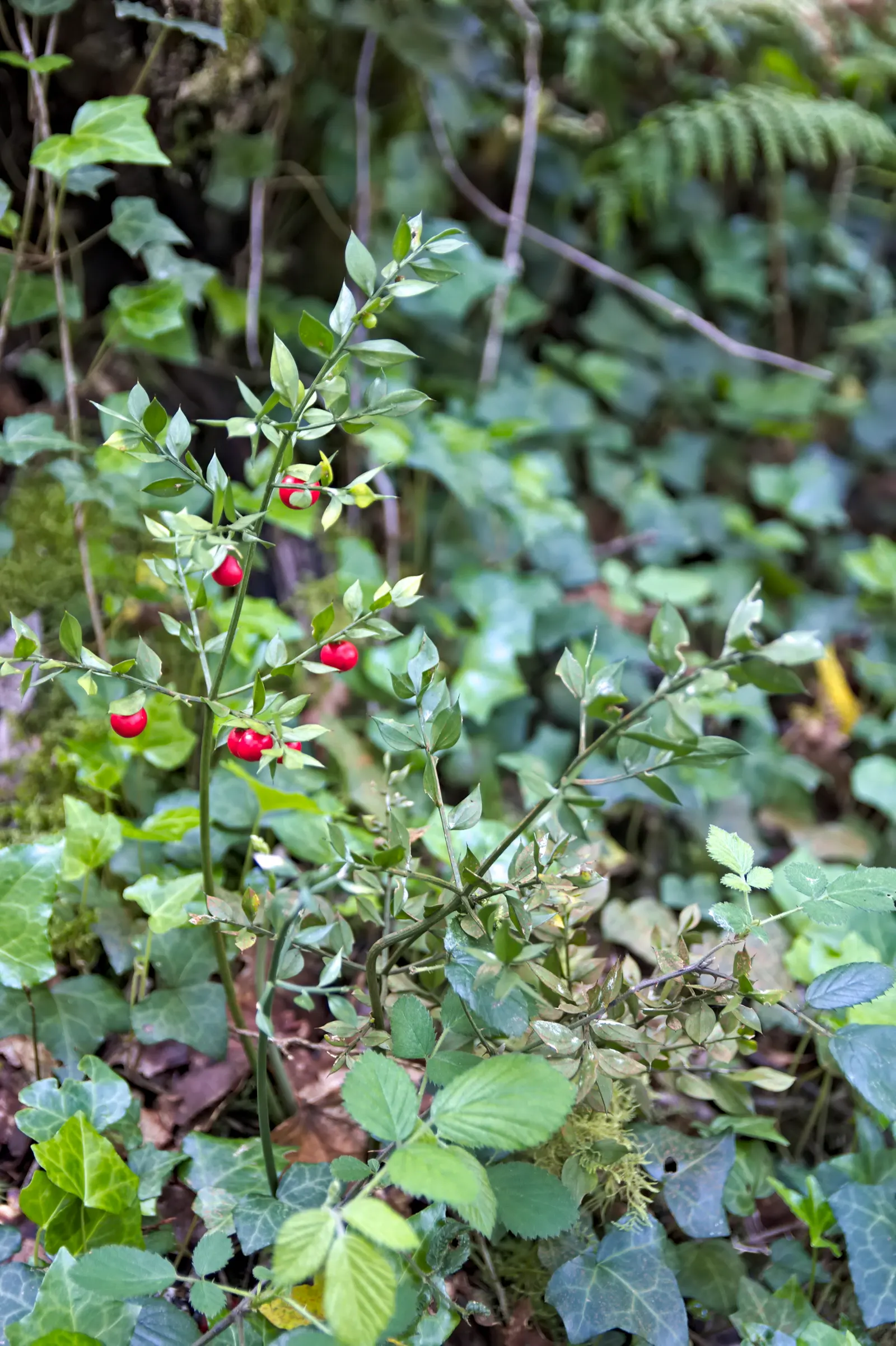 Butcher's Broom (Ruscus Aculeatus) — providing a bold contrast against the dark foliage and a source of food for birds