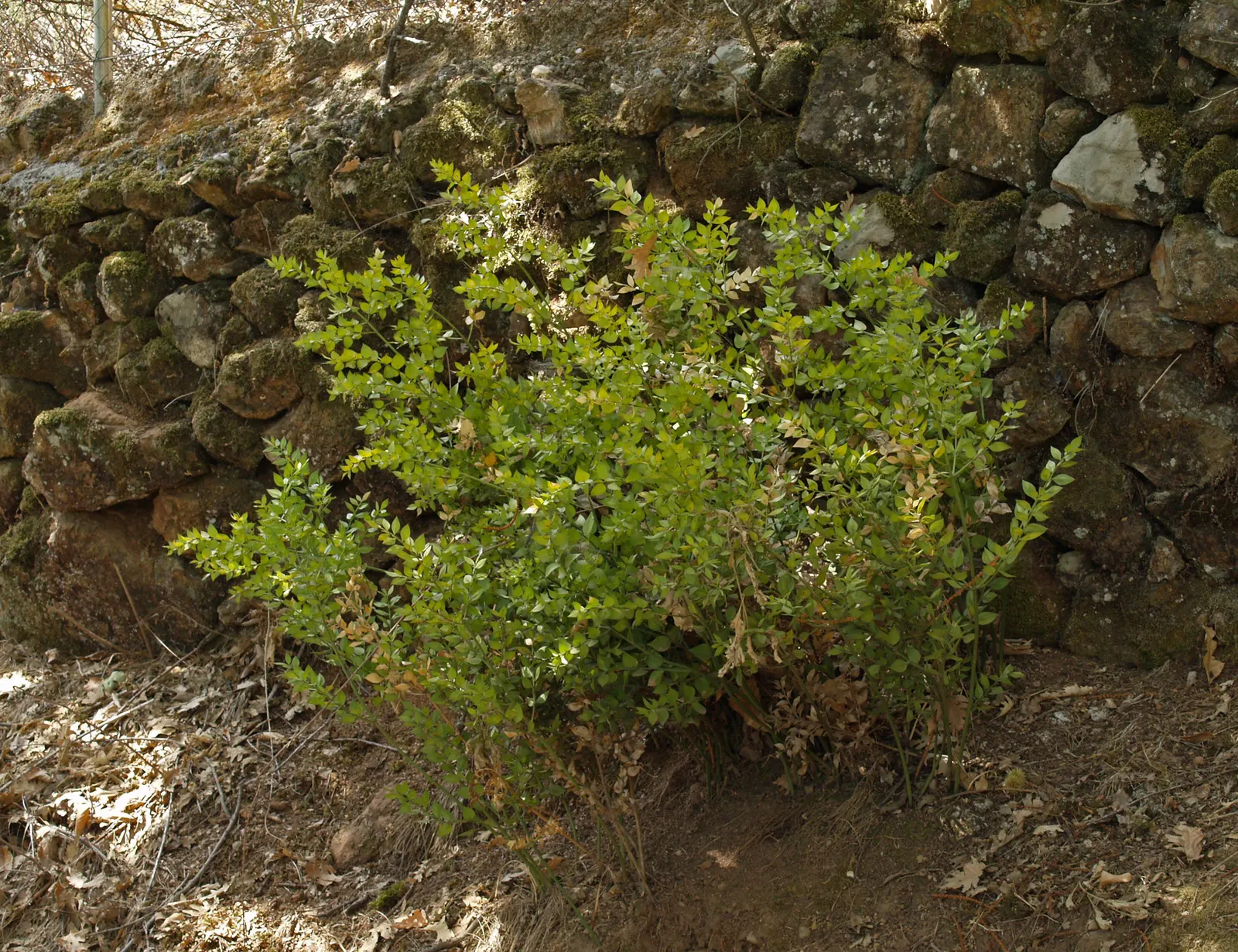Butcher's Broom (Ruscus Aculeatus) — spine-tipped leaf-like structures (cladodes) with tiny flowers centered in winter; commonly known as Butcher's, image 76