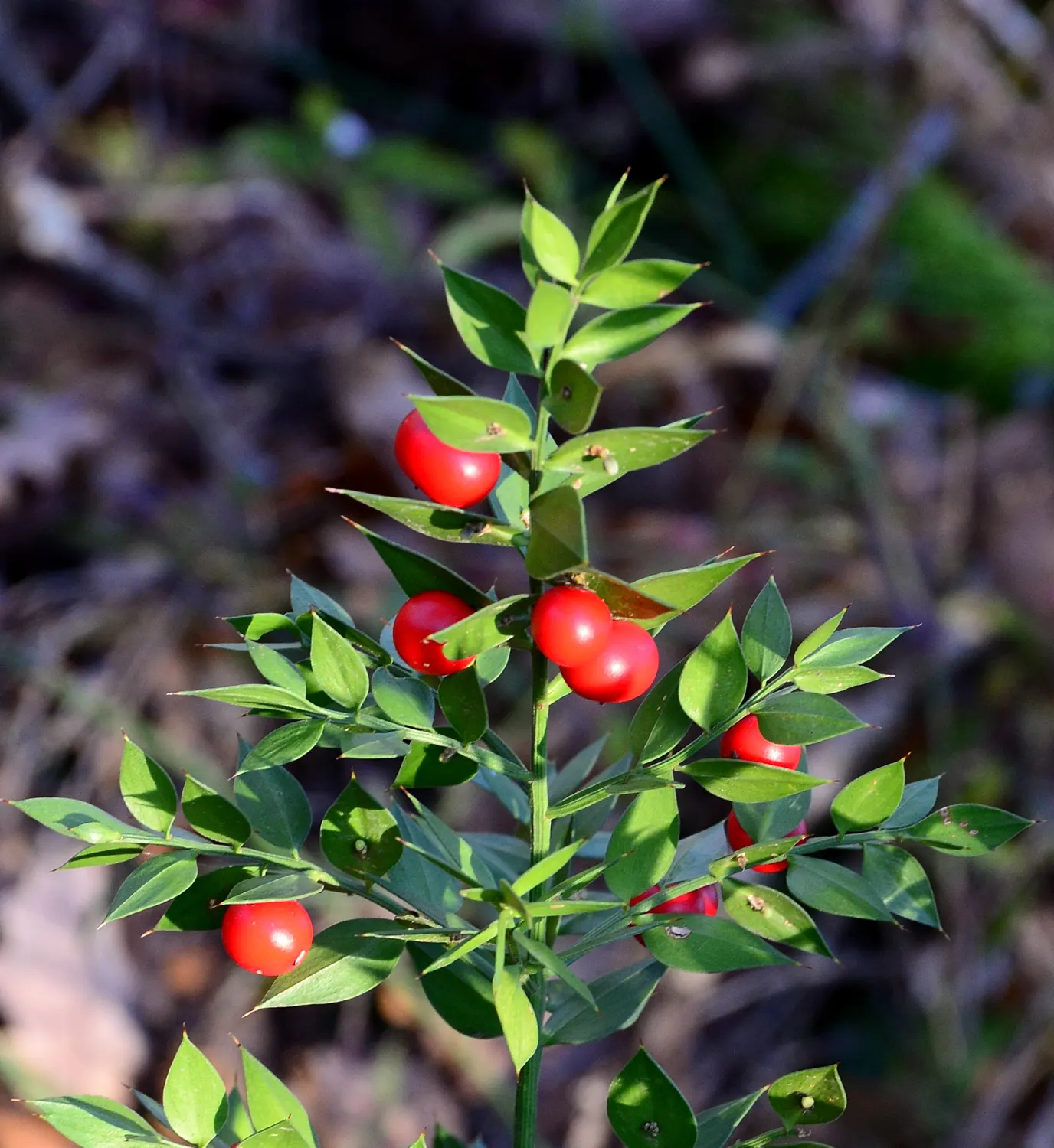 Butcher's Broom (Ruscus Aculeatus) — tolerating a range of soil conditions from sandy to clay and preferring partial to full shade
