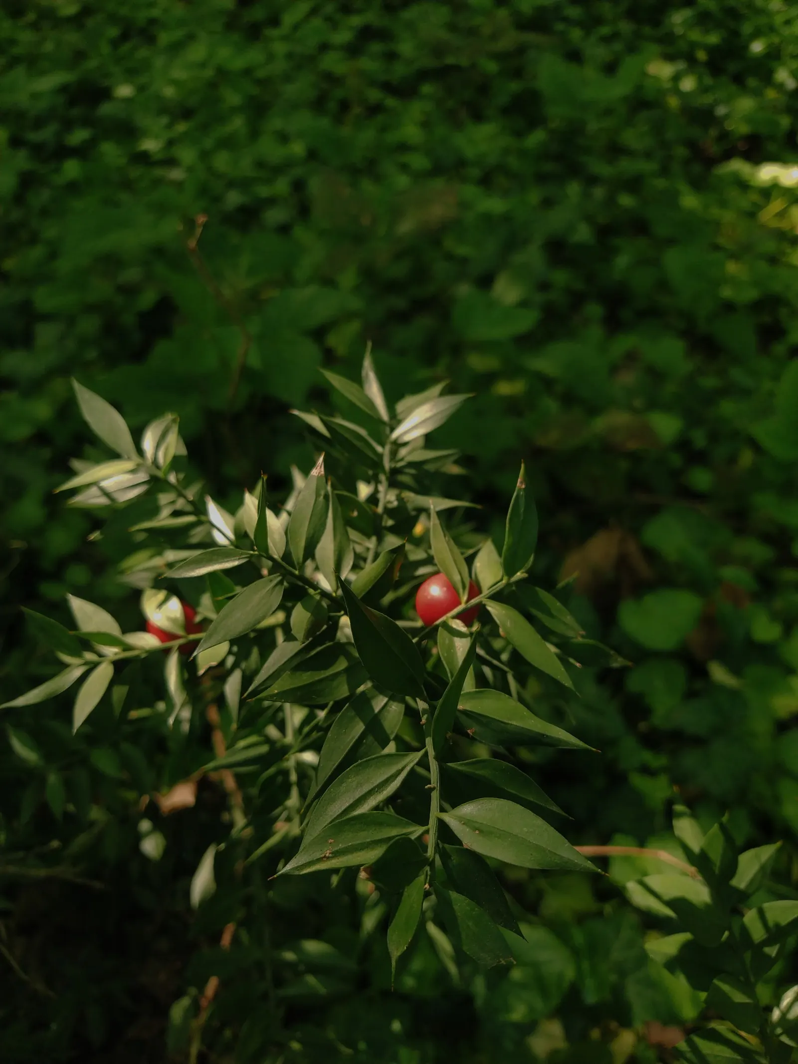 Butcher's Broom (Ruscus Aculeatus) — Red berries emerge in fall; upright stems that grow to a mature height of about 2.5 to 3 feet and a spread of, image 53