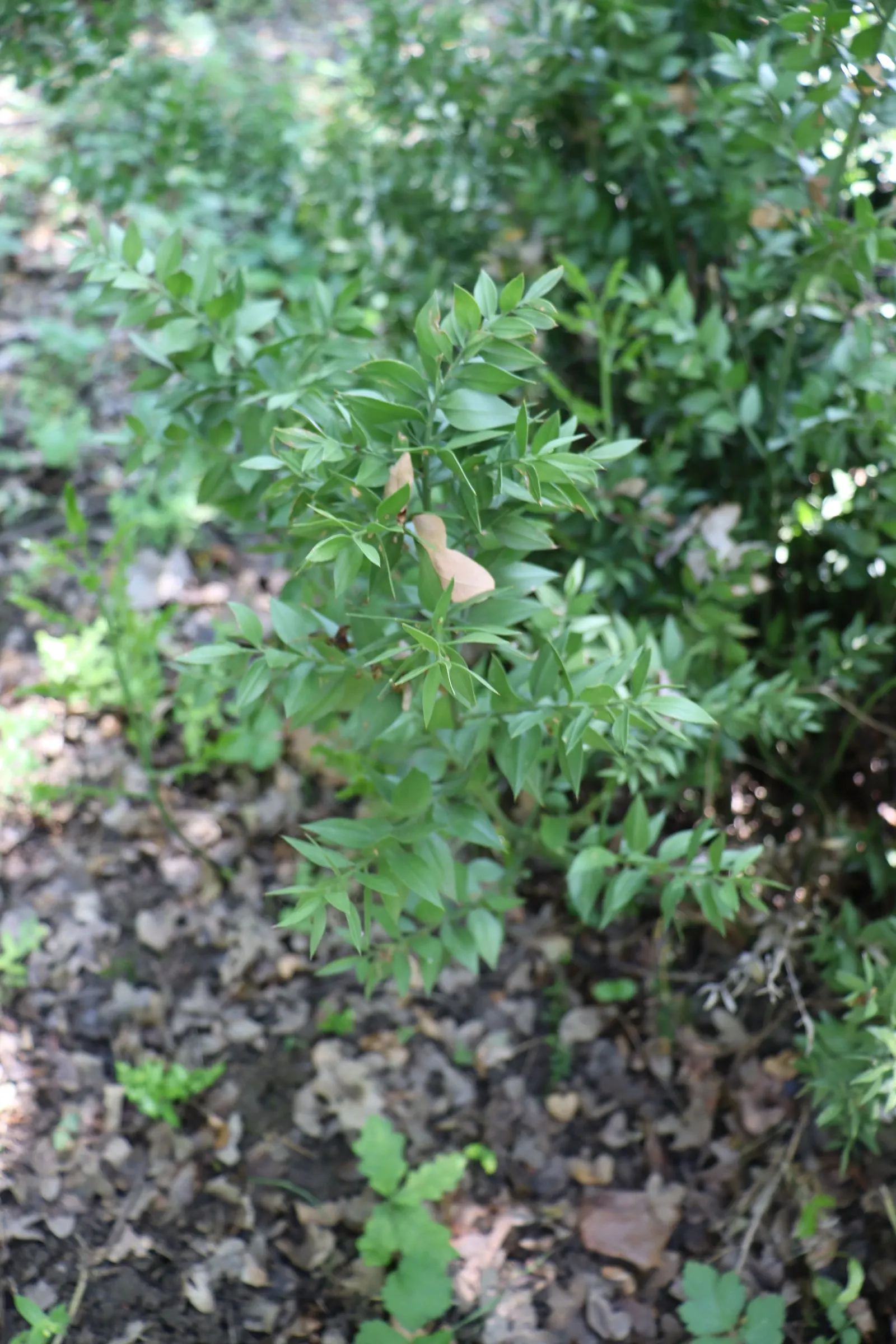 Butcher's Broom (Ruscus Aculeatus) — The leaves are not true leaves but are modified