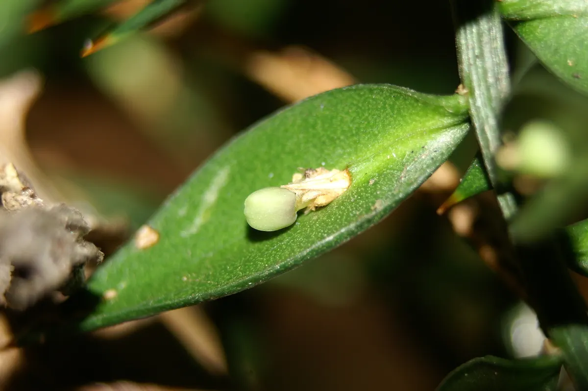 Butcher's Broom (Ruscus Aculeatus) — making it an excellent choice for low-maintenance gardens; pointed stems (cladodes) which perform photosynthesis