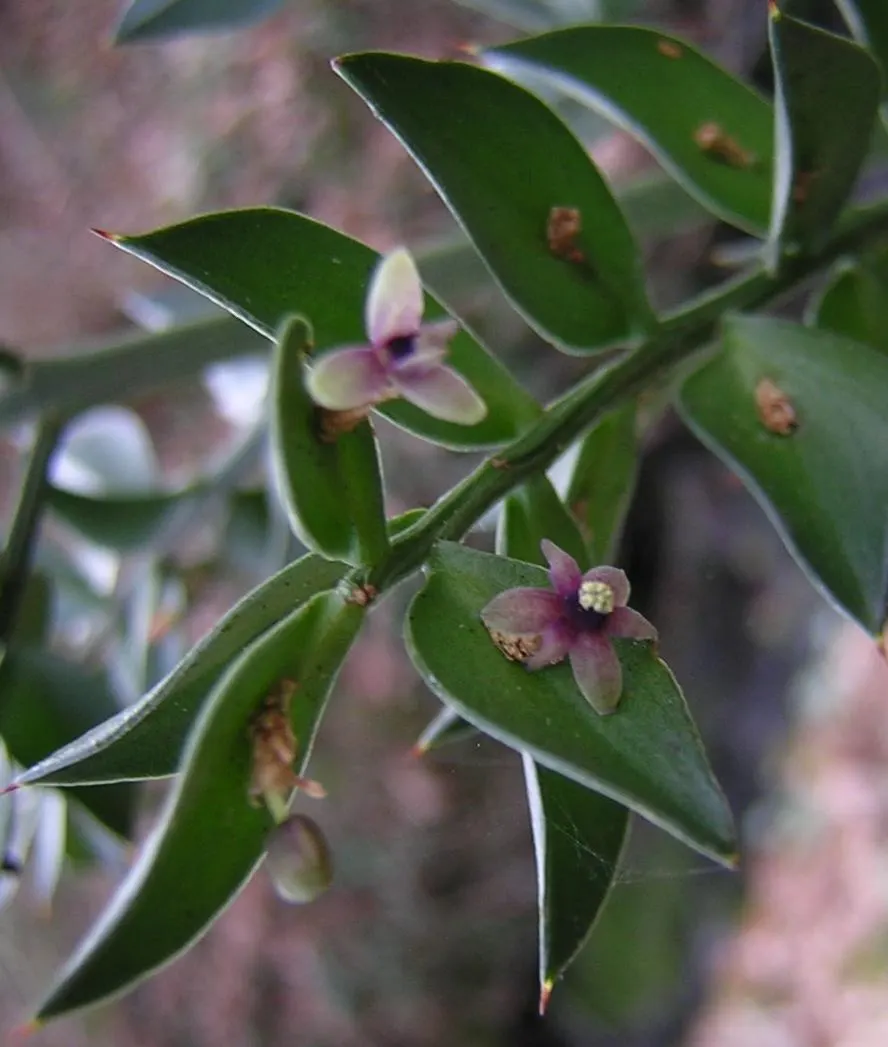 Butcher's Broom (Ruscus Aculeatus) — These berries are a considerable attraction