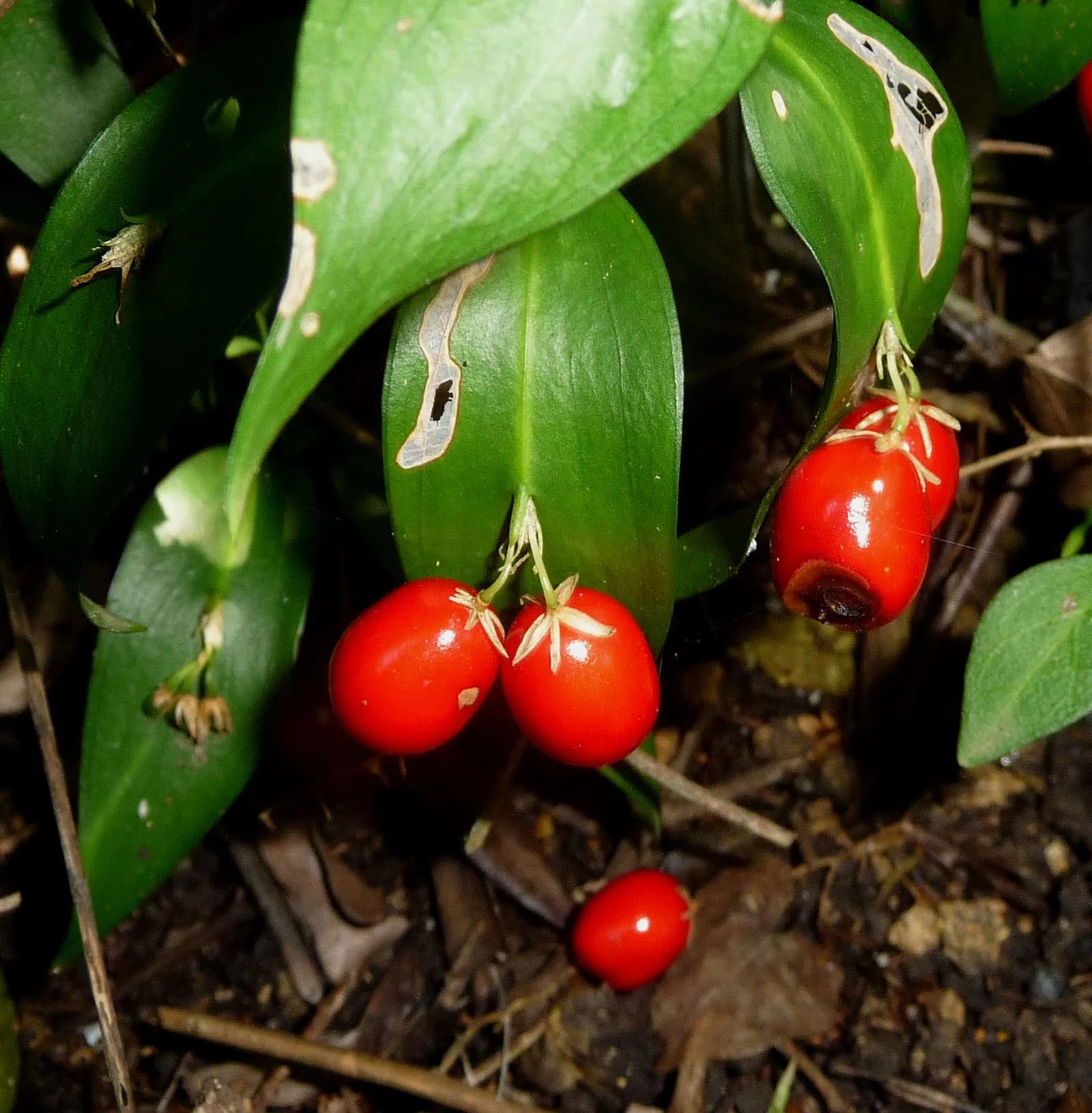 Butcher's Broom (Ruscus Aculeatus) — Ensure to plant both male and female specimens if berry production is desired