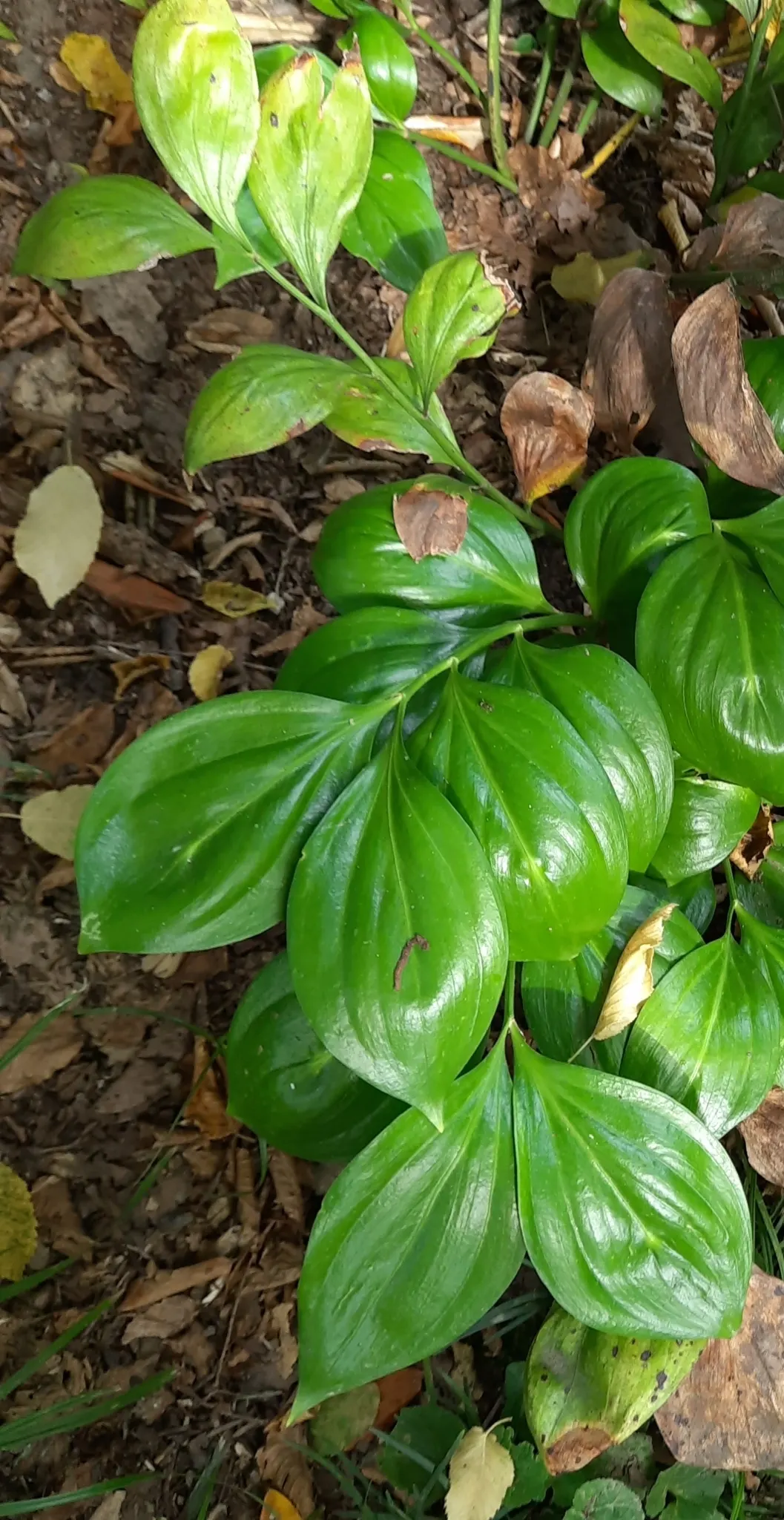 Butcher's Broom (Ruscus Aculeatus) — white flowers in the garden; characterized by its dark green, image 70