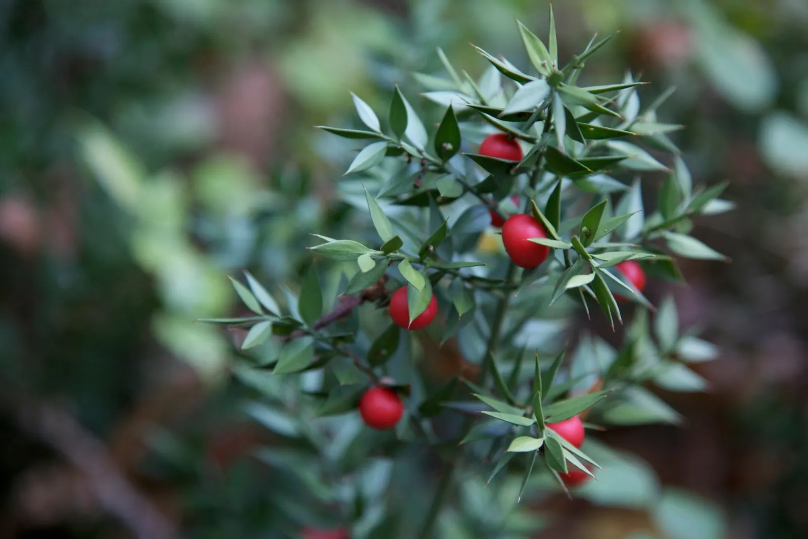 Butcher's Broom (Ruscus Aculeatus) — this shrub is highly adaptable