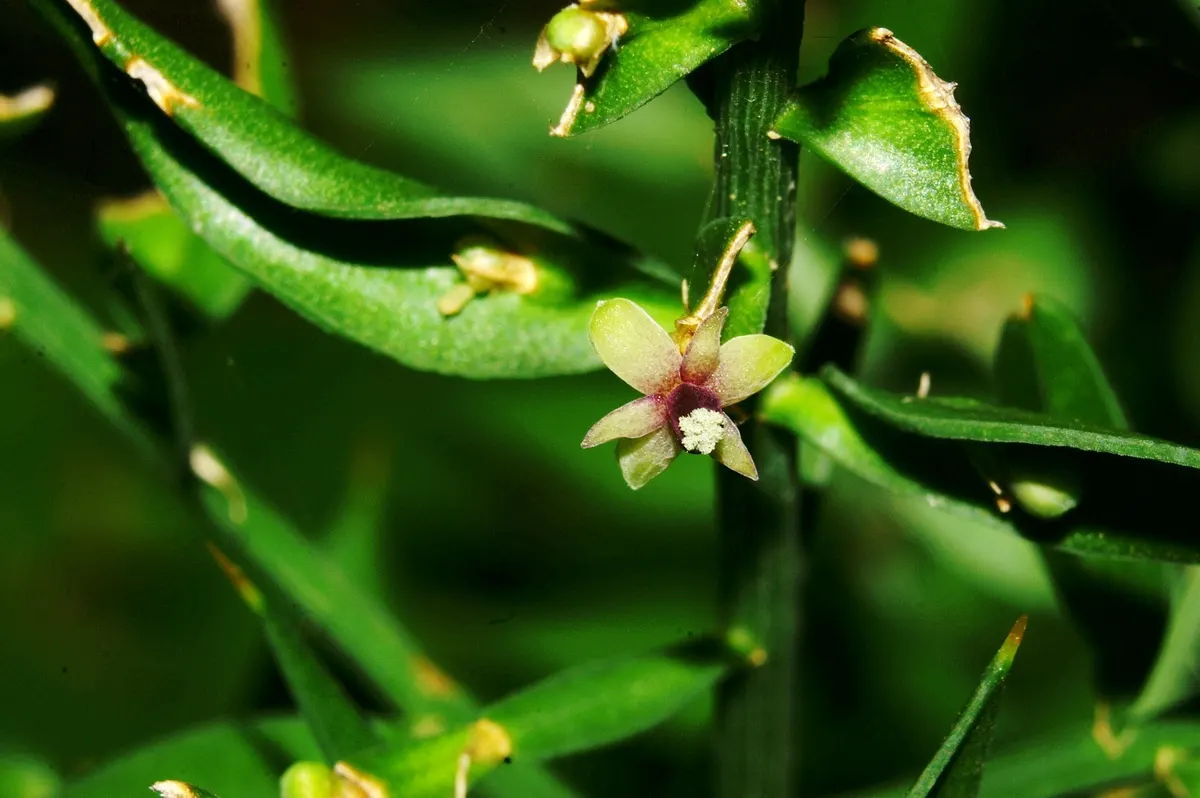 Butcher's Broom (Ruscus Aculeatus) — is a tough evergreen shrub standing about 2-3 feet tall with a similar spread; which give rise to vibrant red, image 50