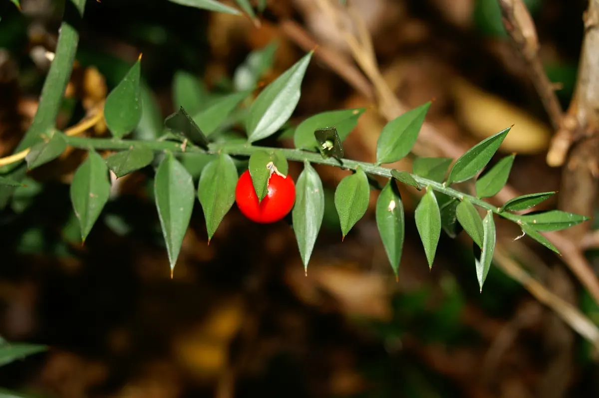 Butcher's Broom (Ruscus Aculeatus) — ground cover for deep shade or shade; ensure to plant both male and female specimens if berry production is, image 72