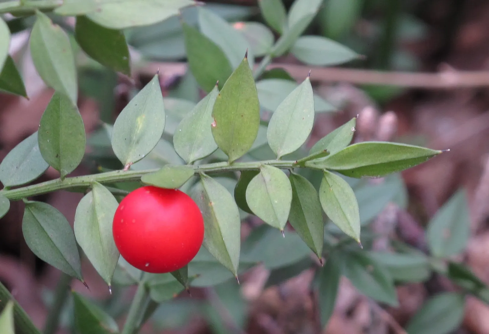 Butcher's Broom (Ruscus Aculeatus) — so both male and female plants are needed for fruit production; ground cover with white blooms, image 62