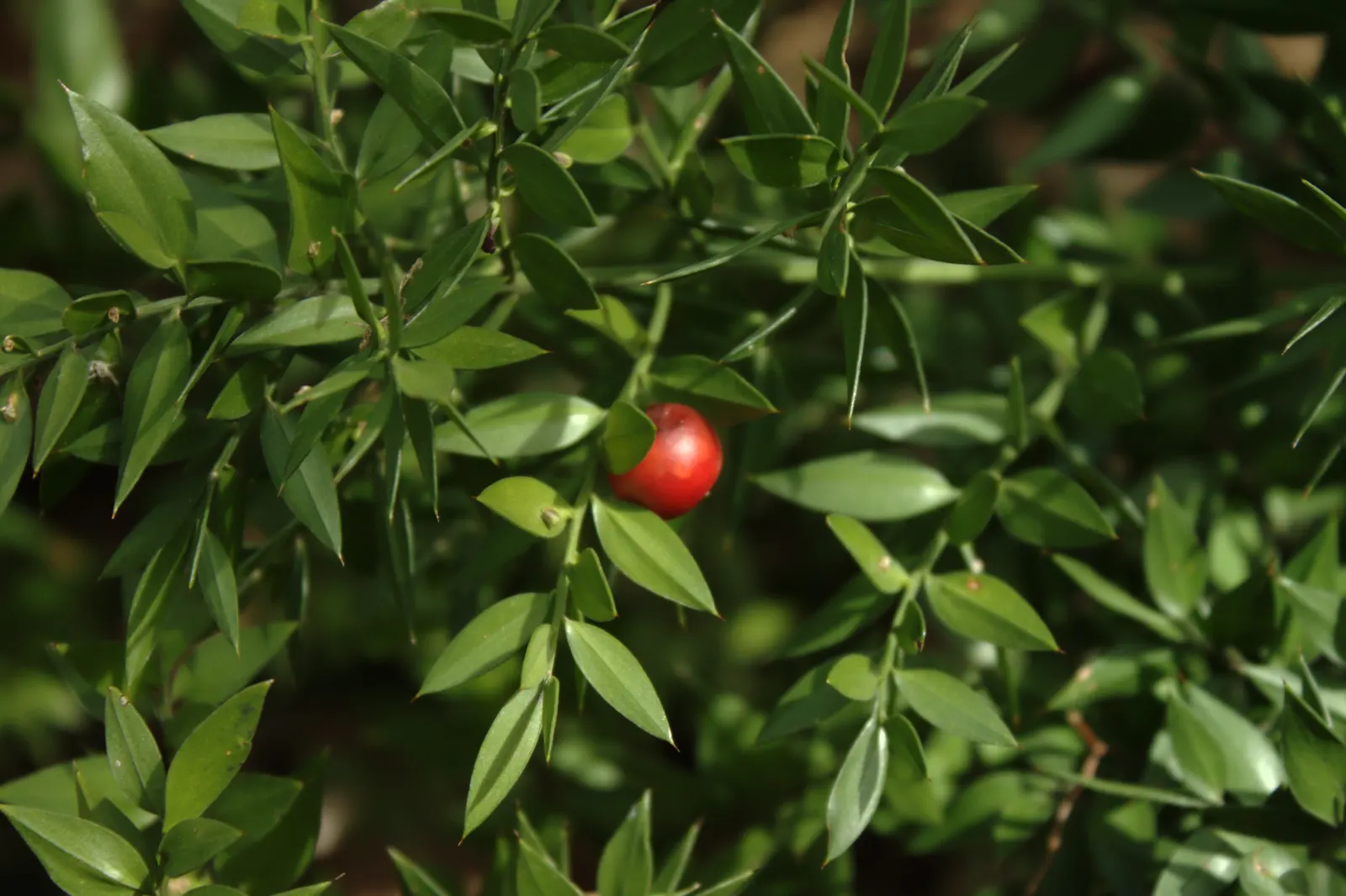 Butcher's Broom (Ruscus Aculeatus) — spine-tipped leaf-like structures (cladodes) with tiny flowers centered in winter; commonly known as Butcher's, image 52