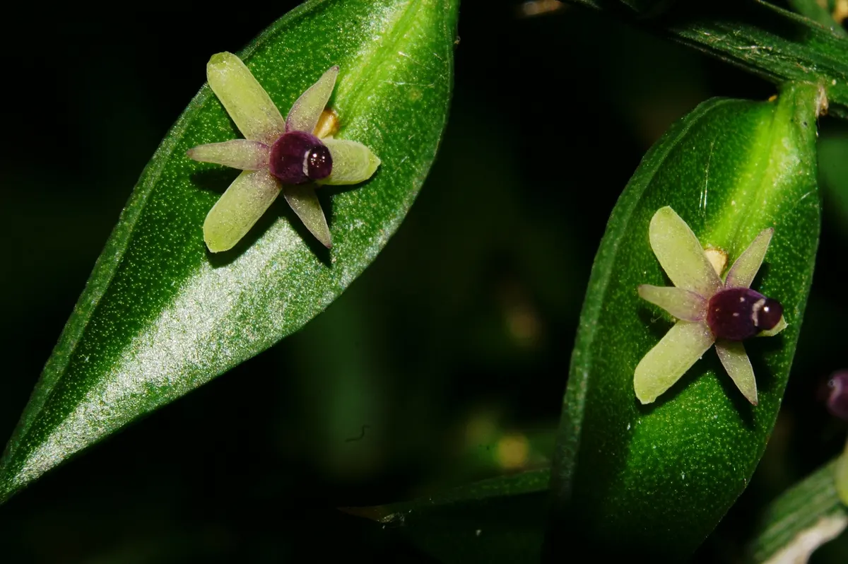 Butcher's Broom (Ruscus Aculeatus) — is a tough evergreen shrub standing about 2-3 feet tall with a similar spread; which give rise to vibrant red, image 74