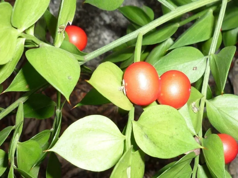 Butcher's Broom (Ruscus Aculeatus) — pointed stems (cladodes) which perform photosynthesis; making it an excellent choice for low-maintenance, image 58