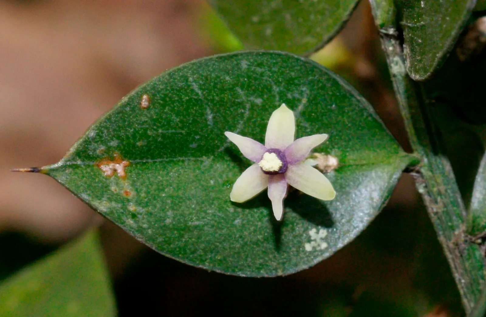 Butcher's Broom (Ruscus Aculeatus) — characterized by its dark green; white flowers in the garden, image 55