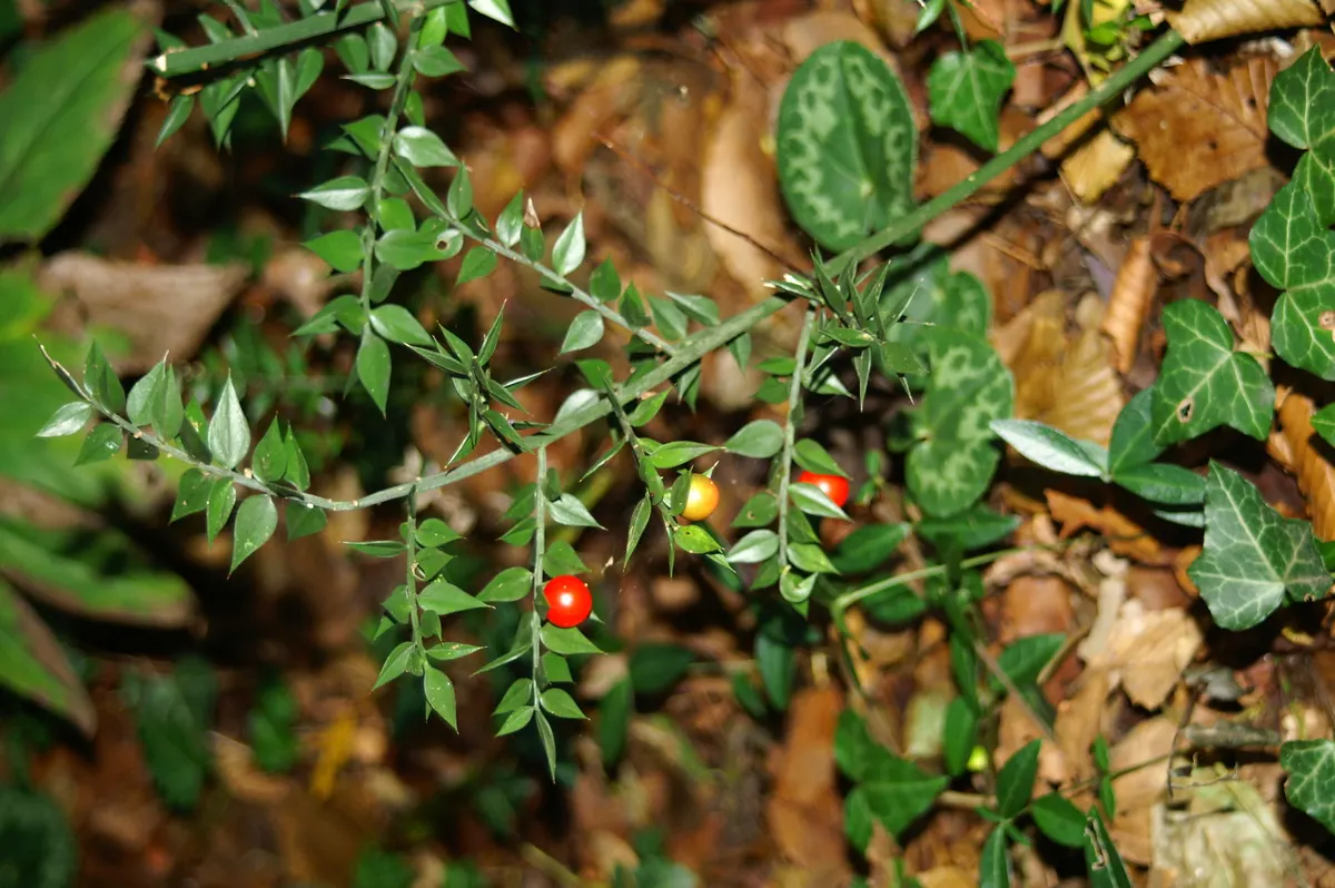 Butcher's Broom (Ruscus Aculeatus) — Adapted to partial/full shade