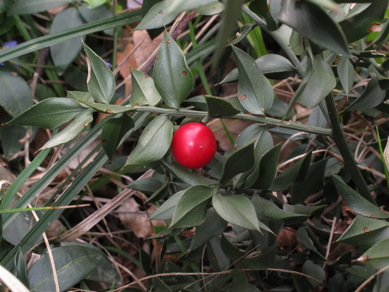 Butcher's Broom (Ruscus Aculeatus) — tolerating a range of soil conditions from sandy to clay and preferring partial to full shade; butcher's Broom, image 65