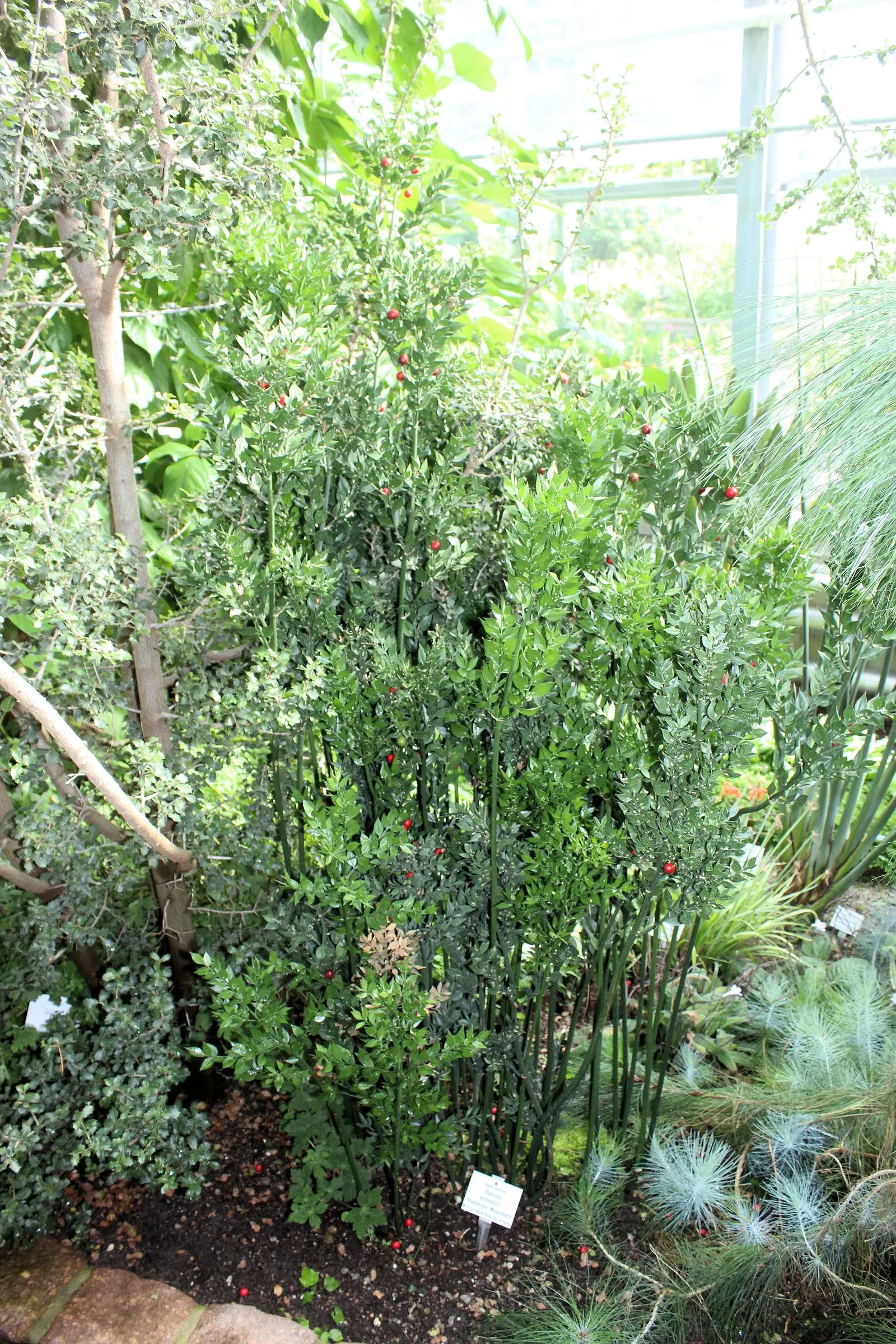 Butcher's Broom (Ruscus Aculeatus) — is a tough evergreen shrub standing about 2-3 feet tall with a similar spread; which give rise to vibrant red berries in