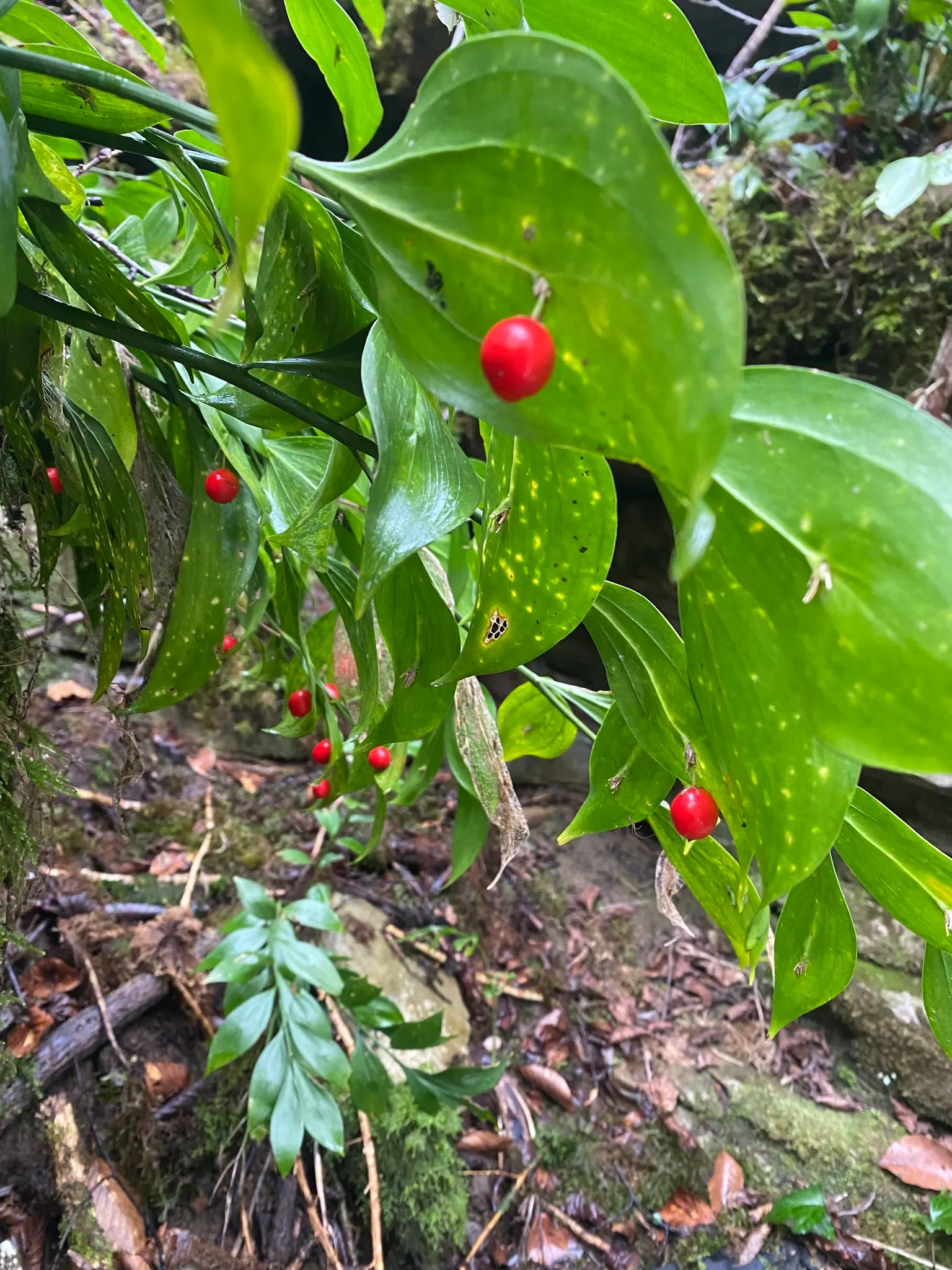 Butcher's Broom (Ruscus Aculeatus) — Red berries emerge in fall; upright stems that grow to a mature height of about 2.5 to 3 feet and a spread of, image 77