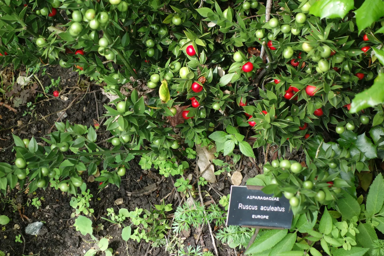 Butcher's Broom (Ruscus Aculeatus) — Butcher's Broom is also drought-resistant once established; adapted to partial/full shade, image 66