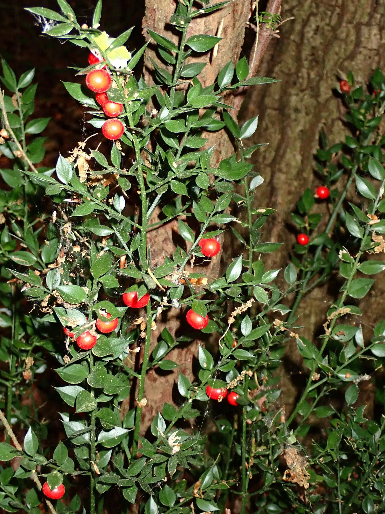 Butcher's Broom (Ruscus Aculeatus) — is a tough evergreen shrub standing about 2-3 feet tall with a similar spread