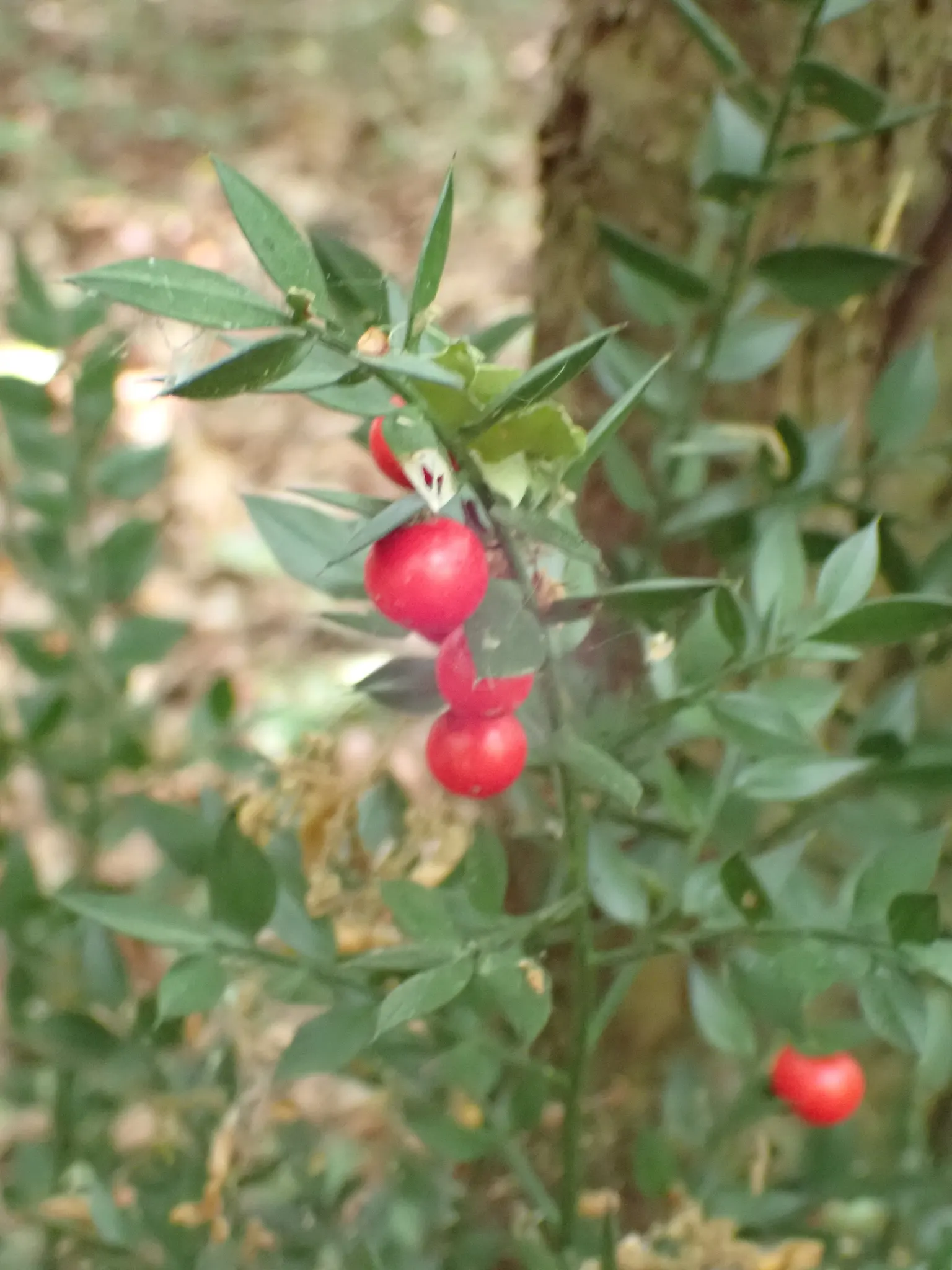 Butcher's Broom (Ruscus Aculeatus) — so both male and female plants are needed for fruit production
