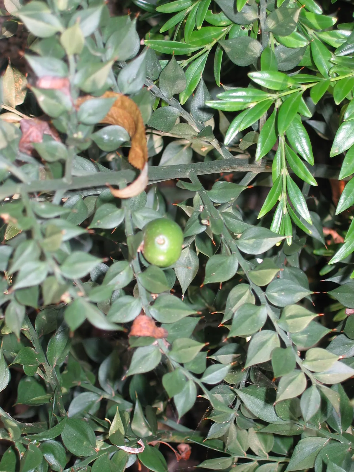 Butcher's Broom (Ruscus Aculeatus) — ground cover for deep shade or shade