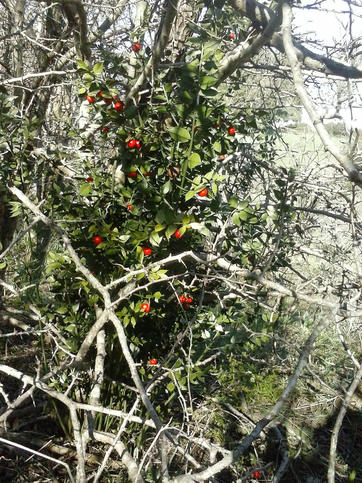Butcher's Broom (Ruscus Aculeatus) — Butcher's Broom is also drought-resistant once established; adapted to partial/full shade