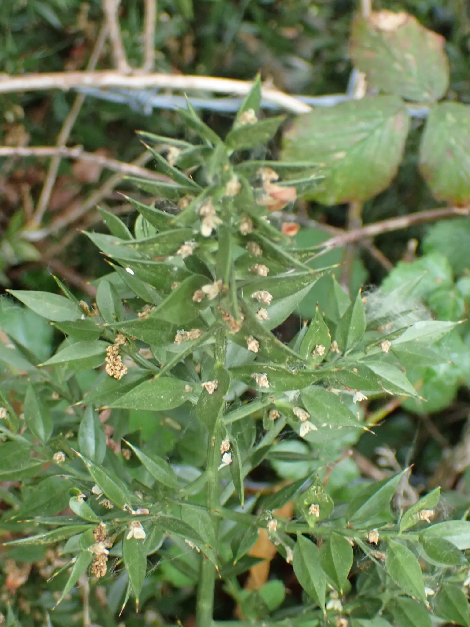 Butcher's Broom (Ruscus Aculeatus) — Butcher's Broom offers an attractive; tolerating a range of soil conditions from sandy to clay and preferring partial to