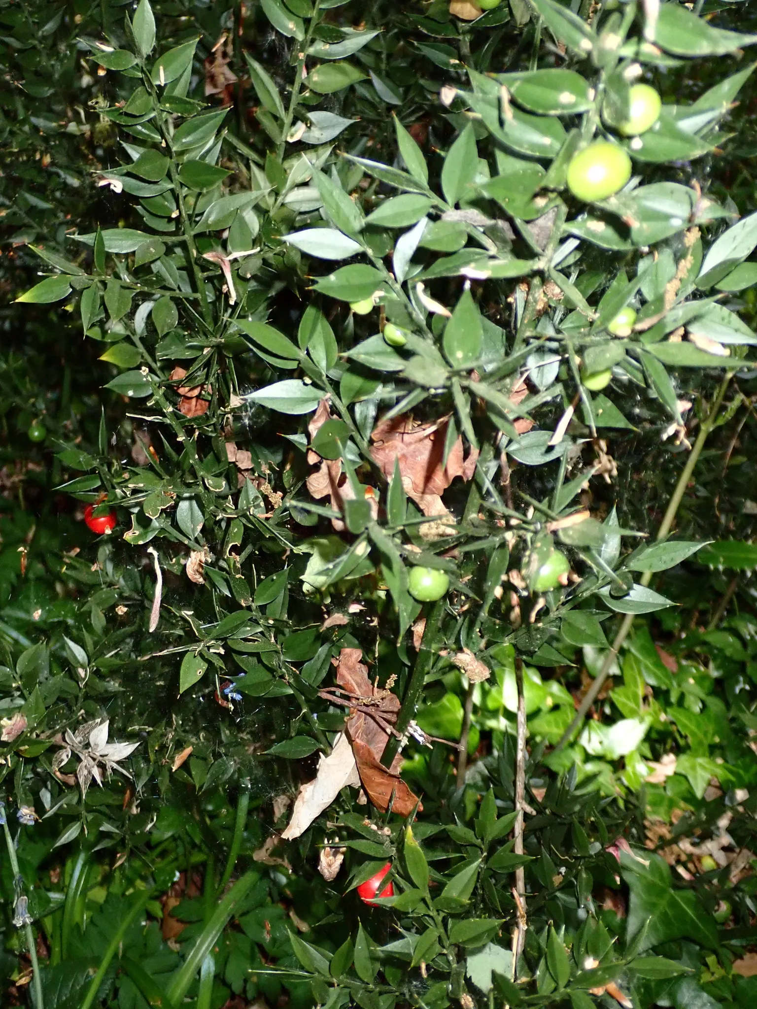 Butcher's Broom (Ruscus Aculeatus) — commonly known as Butcher's Broom; spine-tipped leaf-like structures (cladodes) with tiny flowers centered in, image 73