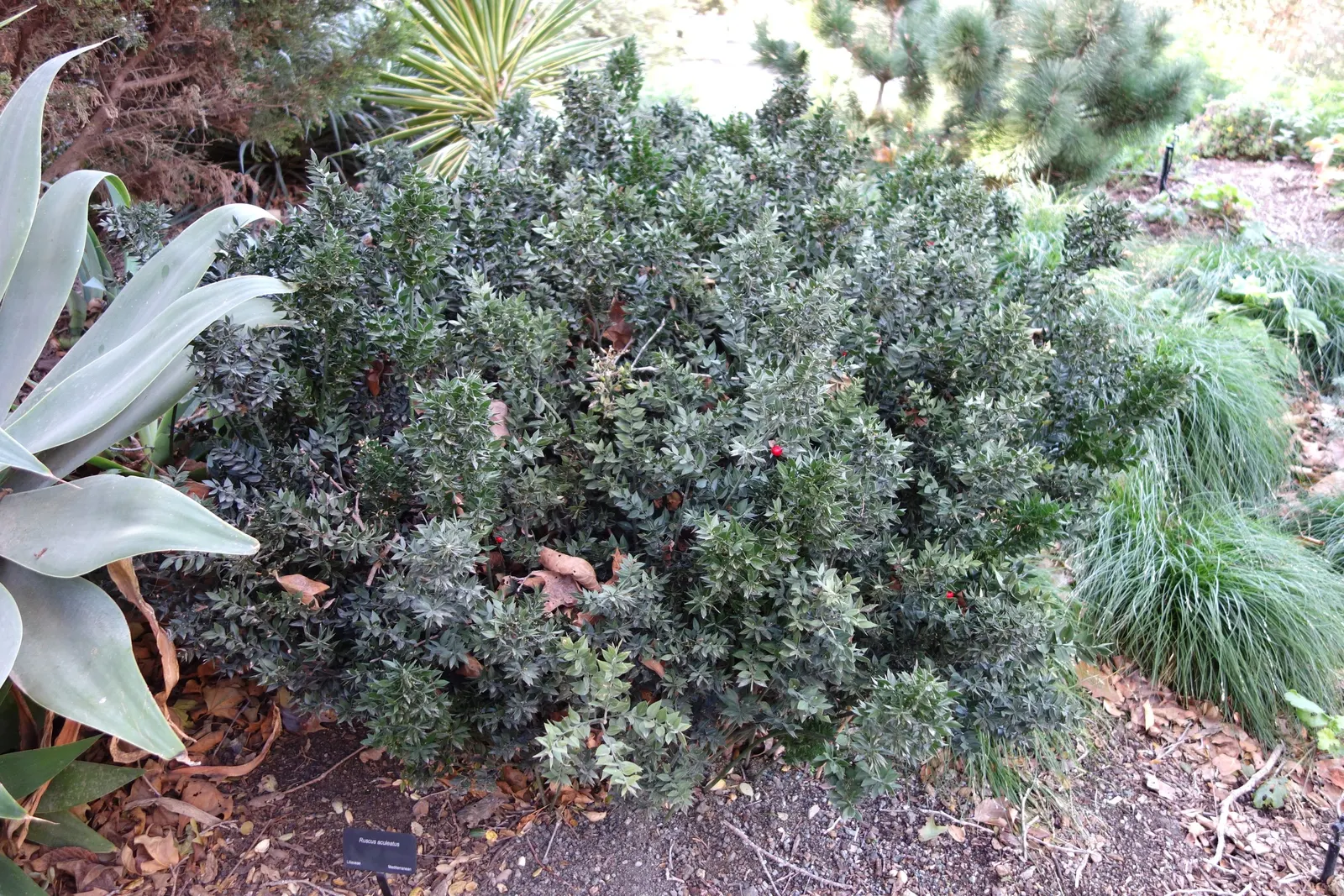 Butcher's Broom (Ruscus Aculeatus) — ground cover with white blooms; so both male and female plants are needed for fruit production, image 71