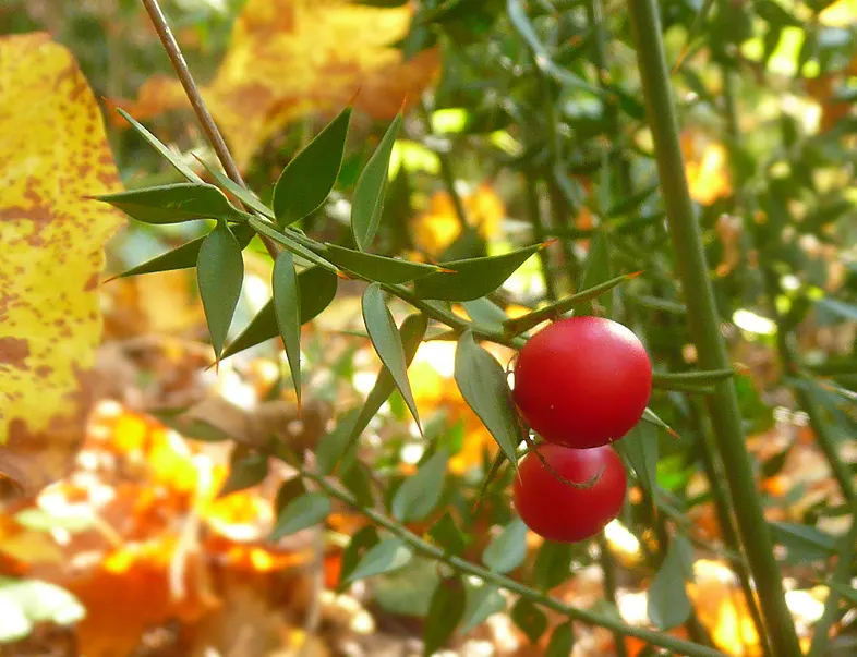 Butcher's Broom (Ruscus Aculeatus) — commonly known as Butcher's Broom; spine-tipped leaf-like structures (cladodes) with tiny flowers centered in winter