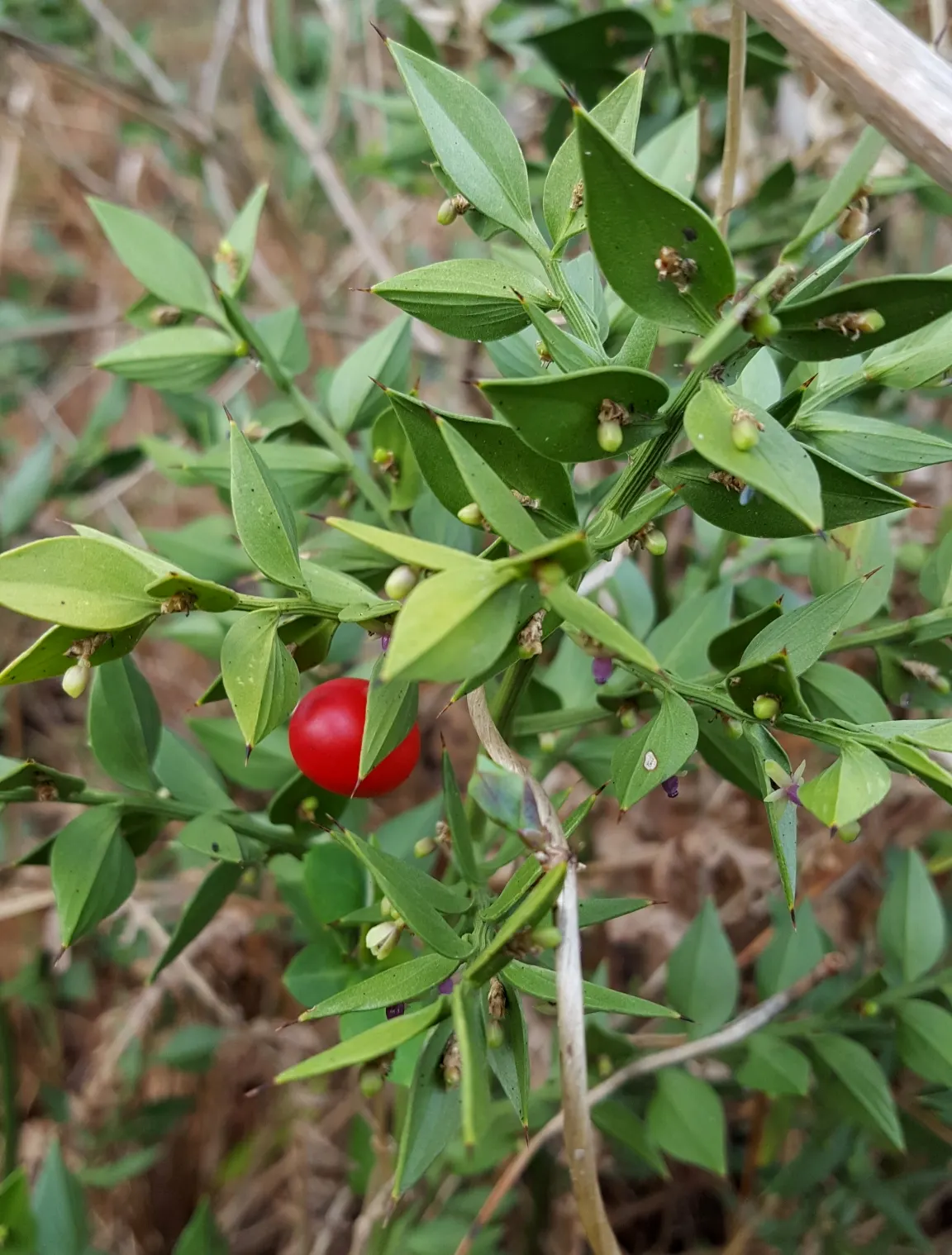 Butcher's Broom (Ruscus Aculeatus) — The leaves are not true leaves but are modified; these berries are a considerable attraction