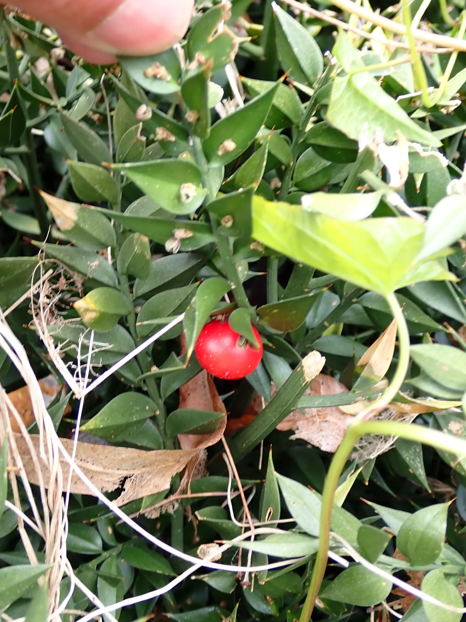 Butcher's Broom (Ruscus Aculeatus) — This tough plant has a distinctive appearance; with only the female bearing the berries.<br><br>Hardy in USDA zones 7 to 9