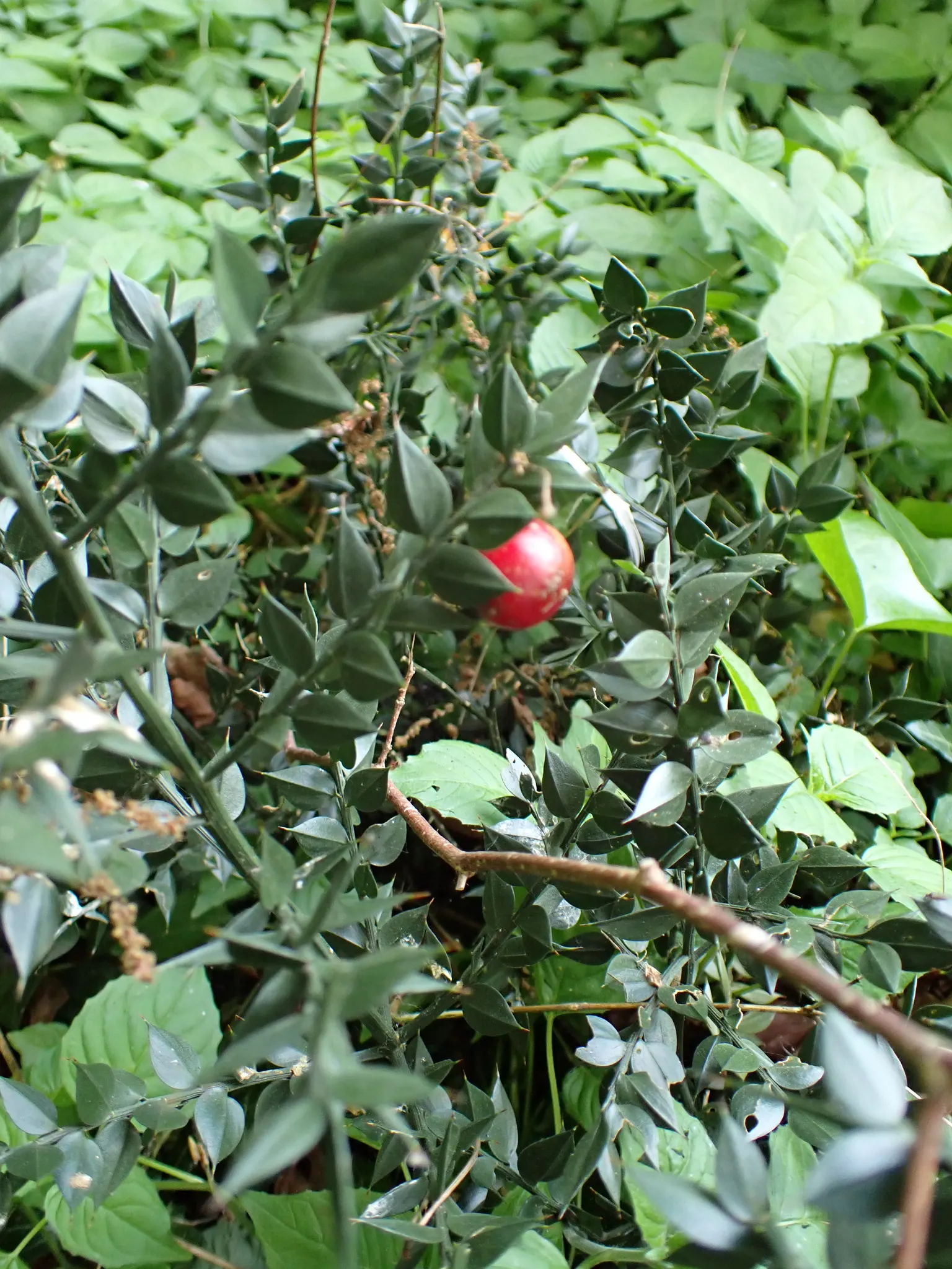 Butcher's Broom (Ruscus Aculeatus) — upright stems that grow to a mature height of about 2.5 to 3 feet and a spread of 2 to 3 feet