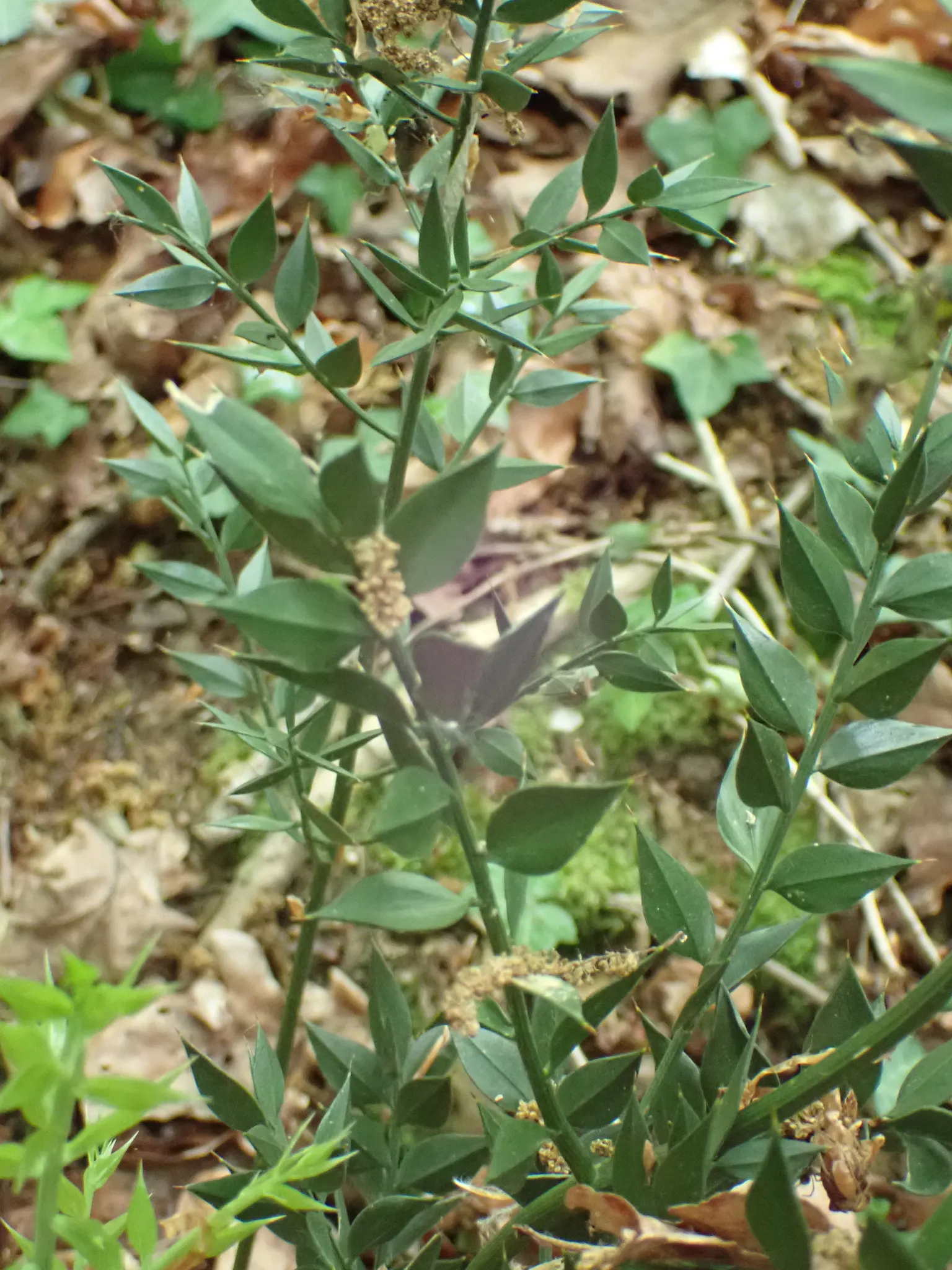 Butcher's Broom (Ruscus Aculeatus) — ground cover with white blooms; so both male and female plants are needed for fruit production