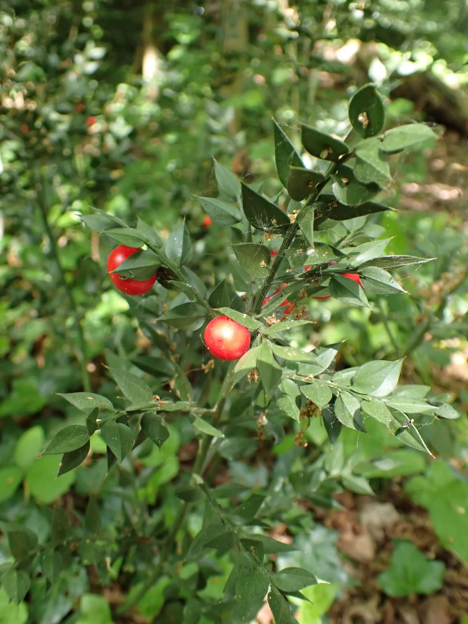 Butcher's Broom (Ruscus Aculeatus) — ground cover with white blooms