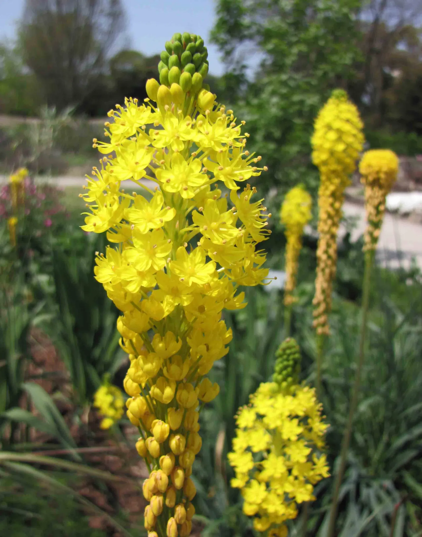 Yellow Cat-Tail (Bulbinella Floribunda) — Yellow Cat-tail (Bulbinella floribunda) is a vibrant perennial boasting dense