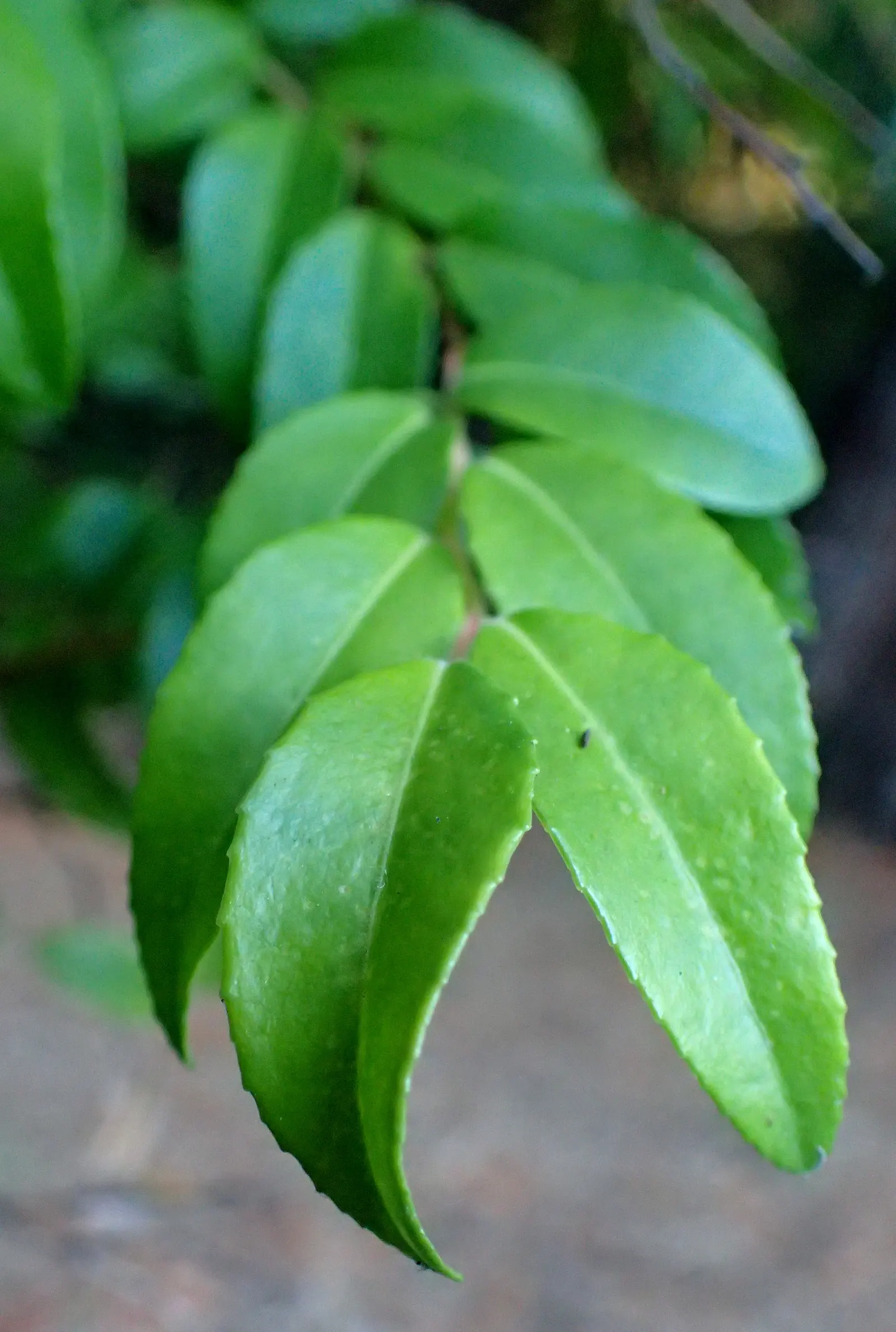 Evergreen Or Wild Huckleberry (Vaccinium Ovatum) — The Evergreen Huckleberry; informal hedges or woodland garden settings