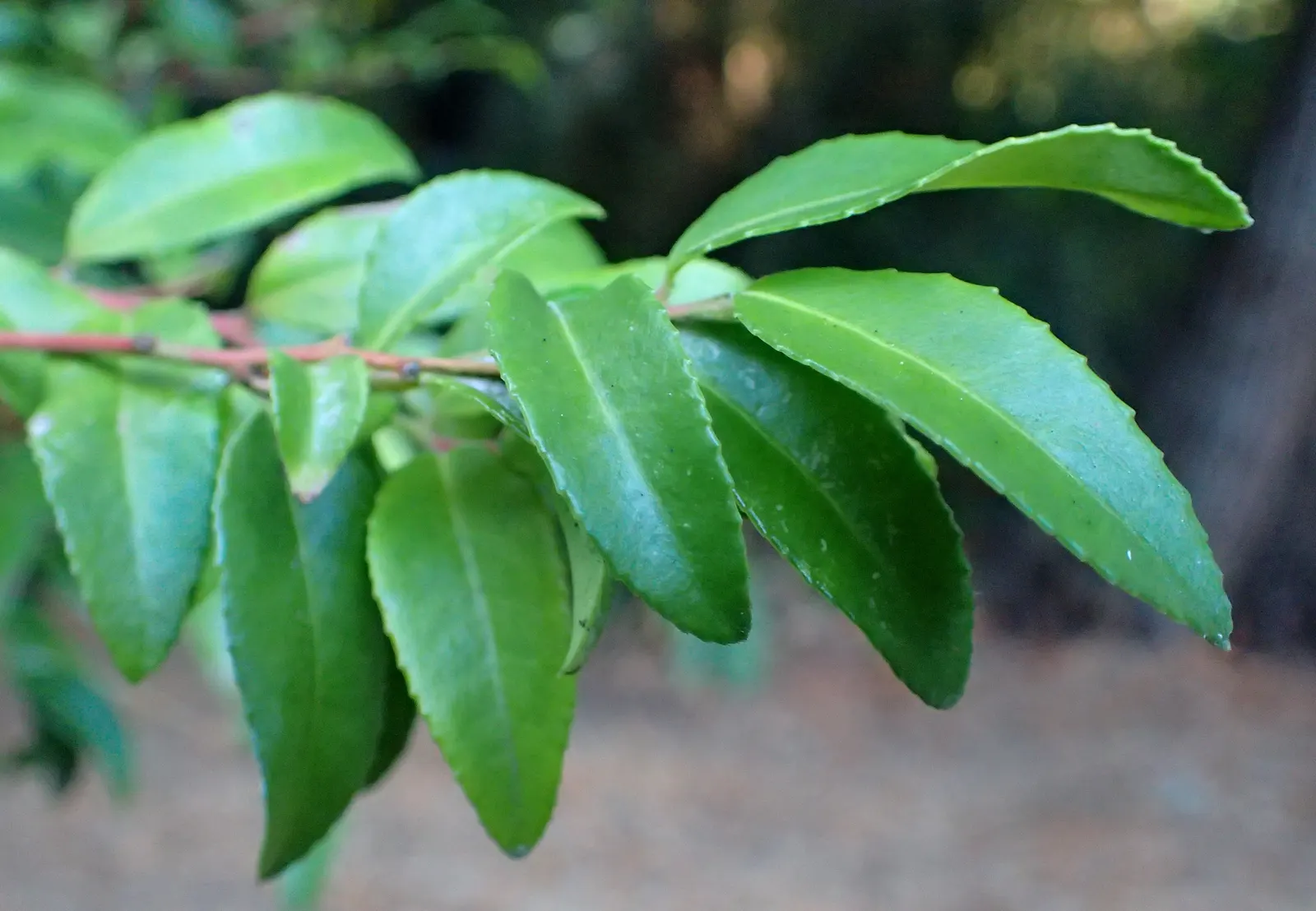 Evergreen Or Wild Huckleberry (Vaccinium Ovatum) — is a versatile and attractive evergreen shrub native to the coastal regions of the Pacific Northwest; this