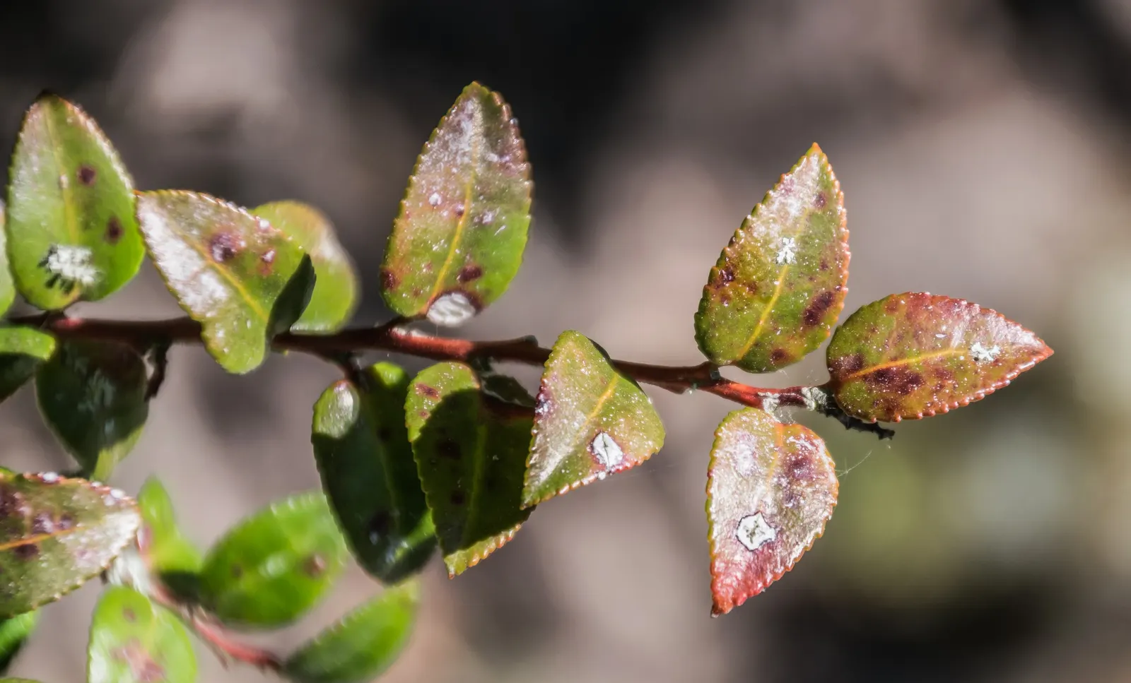 Evergreen Or Wild Huckleberry (Vaccinium Ovatum) — This shrub also offers excellent erosion control on slopes and is ideal for creating natural