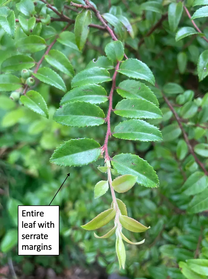 Evergreen Or Wild Huckleberry (Vaccinium Ovatum) — bell-shaped pinkish-white flowers