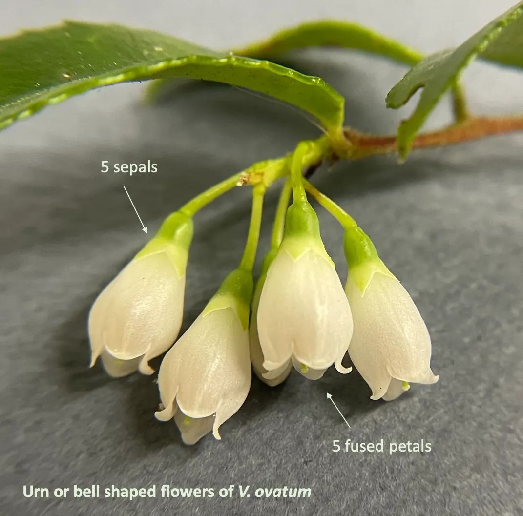 Evergreen Or Wild Huckleberry (Vaccinium Ovatum) — is a versatile and attractive evergreen shrub native to the coastal regions of the Pacific Northwest