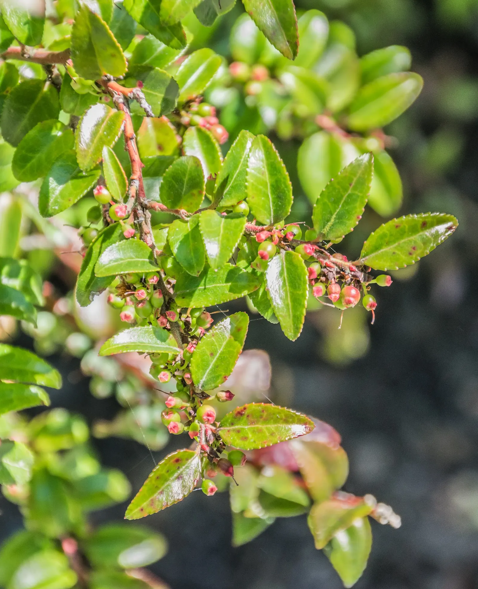 Evergreen Or Wild Huckleberry (Vaccinium Ovatum) — It prefers acidic soil, making it a perfect understory addition to woodland gardens
