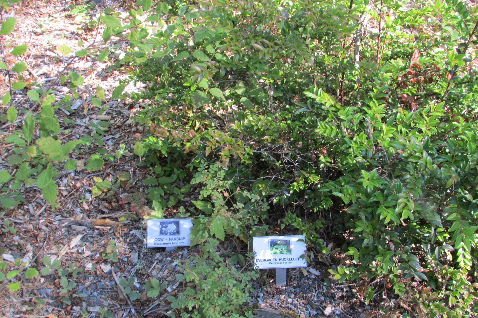 Evergreen Or Wild Huckleberry (Vaccinium Ovatum) — almost black berries are both edible and flavorful