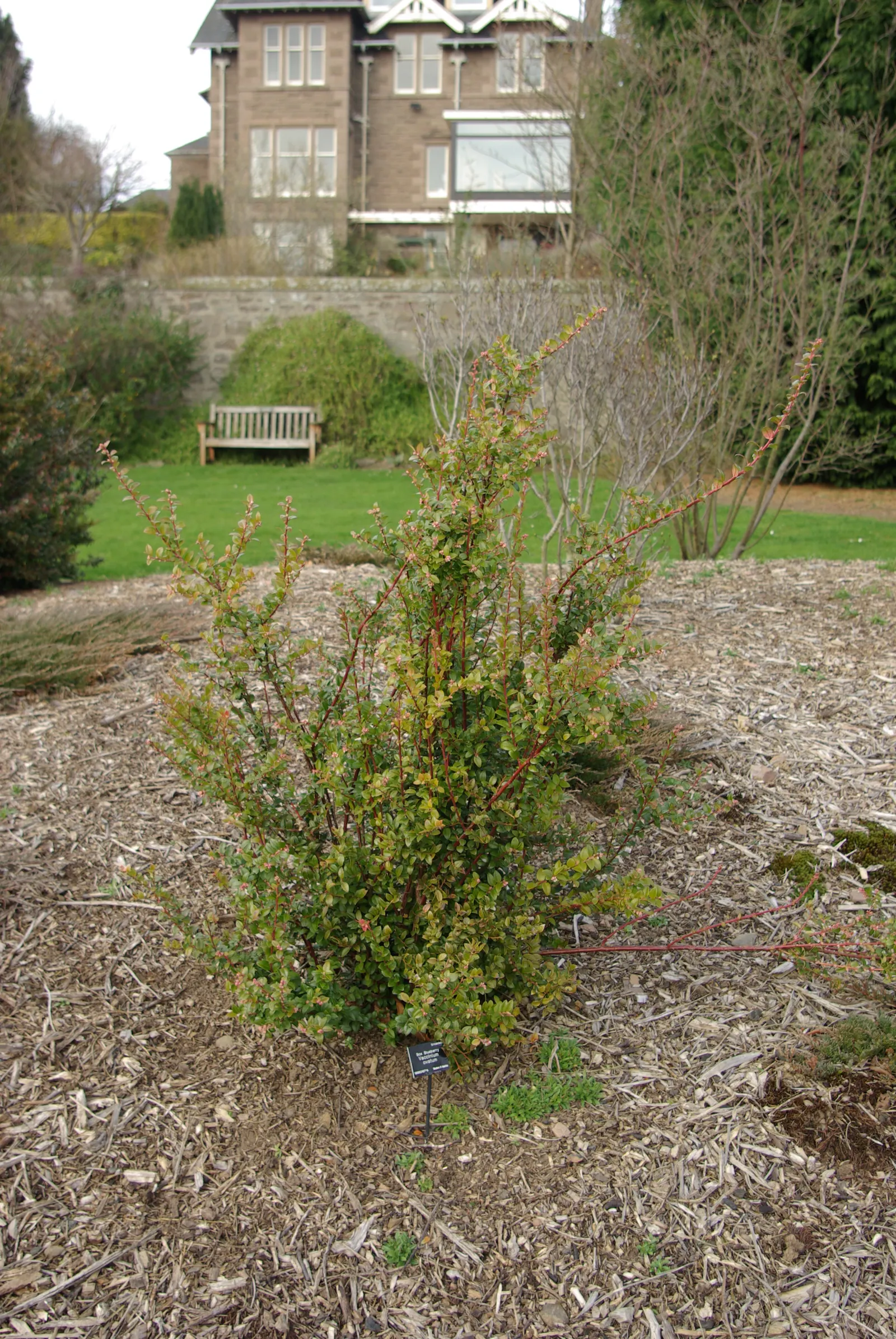 Evergreen Or Wild Huckleberry (Vaccinium Ovatum) — lighter underside that may take on a reddish tinge in winter, image 38