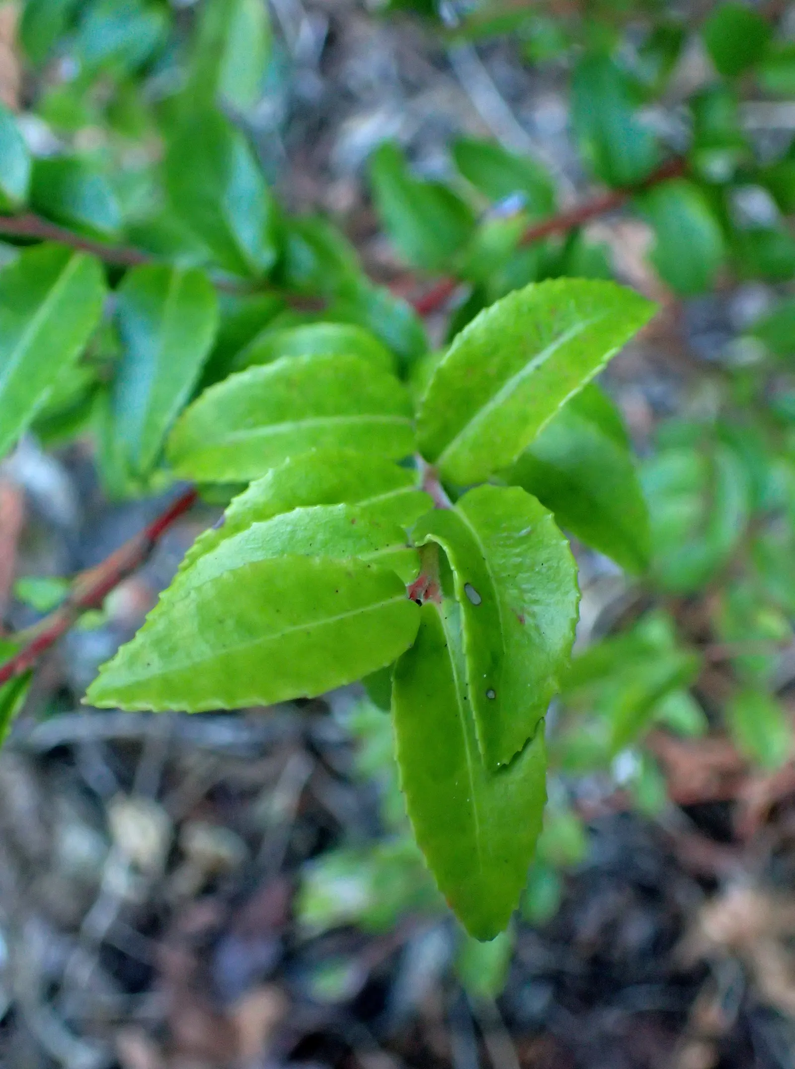 Evergreen Or Wild Huckleberry (Vaccinium Ovatum) — leathery leaves and bell-shaped flowers characterize this evergreen; once established, it is remarkably