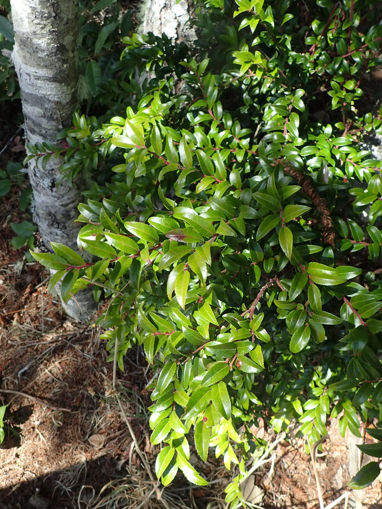 Evergreen Or Wild Huckleberry (Vaccinium Ovatum) — shrub for half